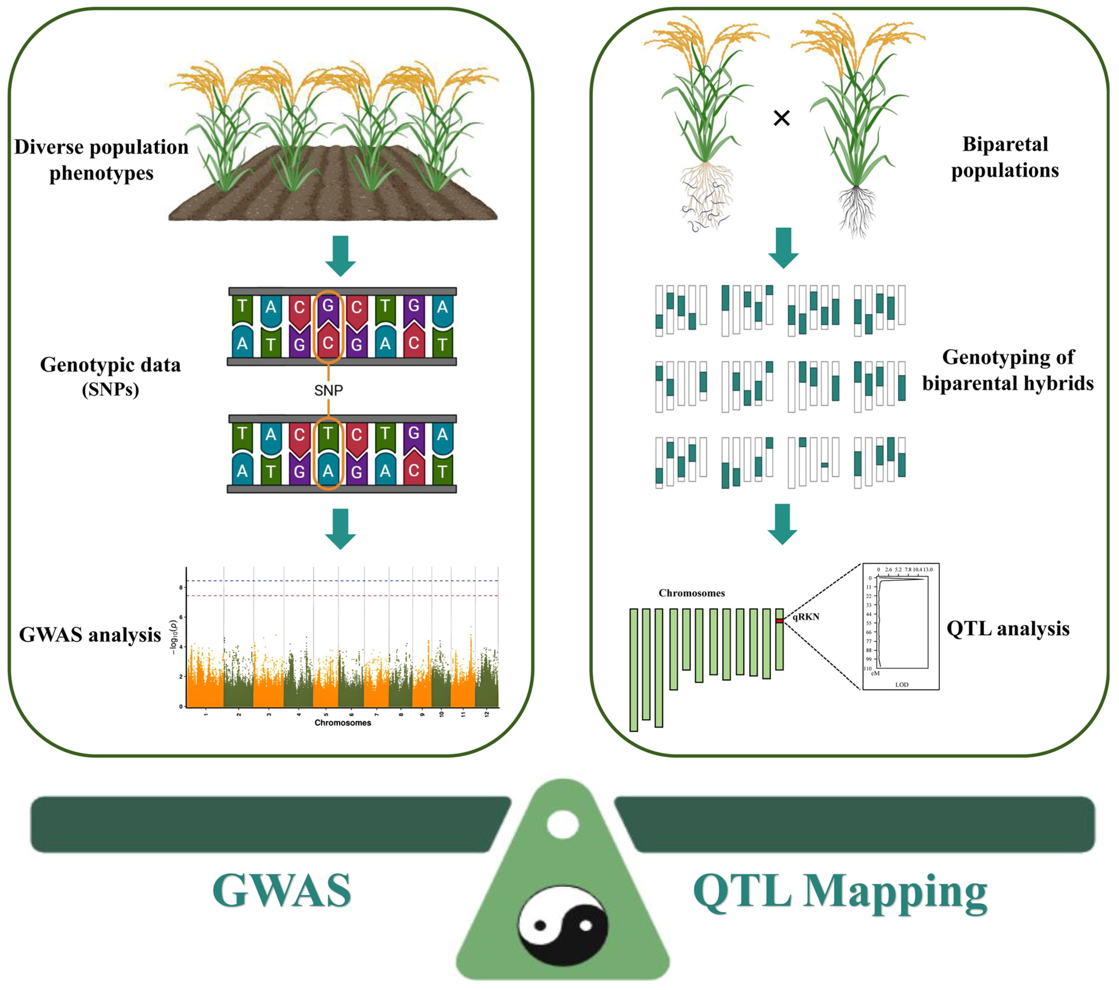 Advances of QTL Localization and GWAS Application in Crop