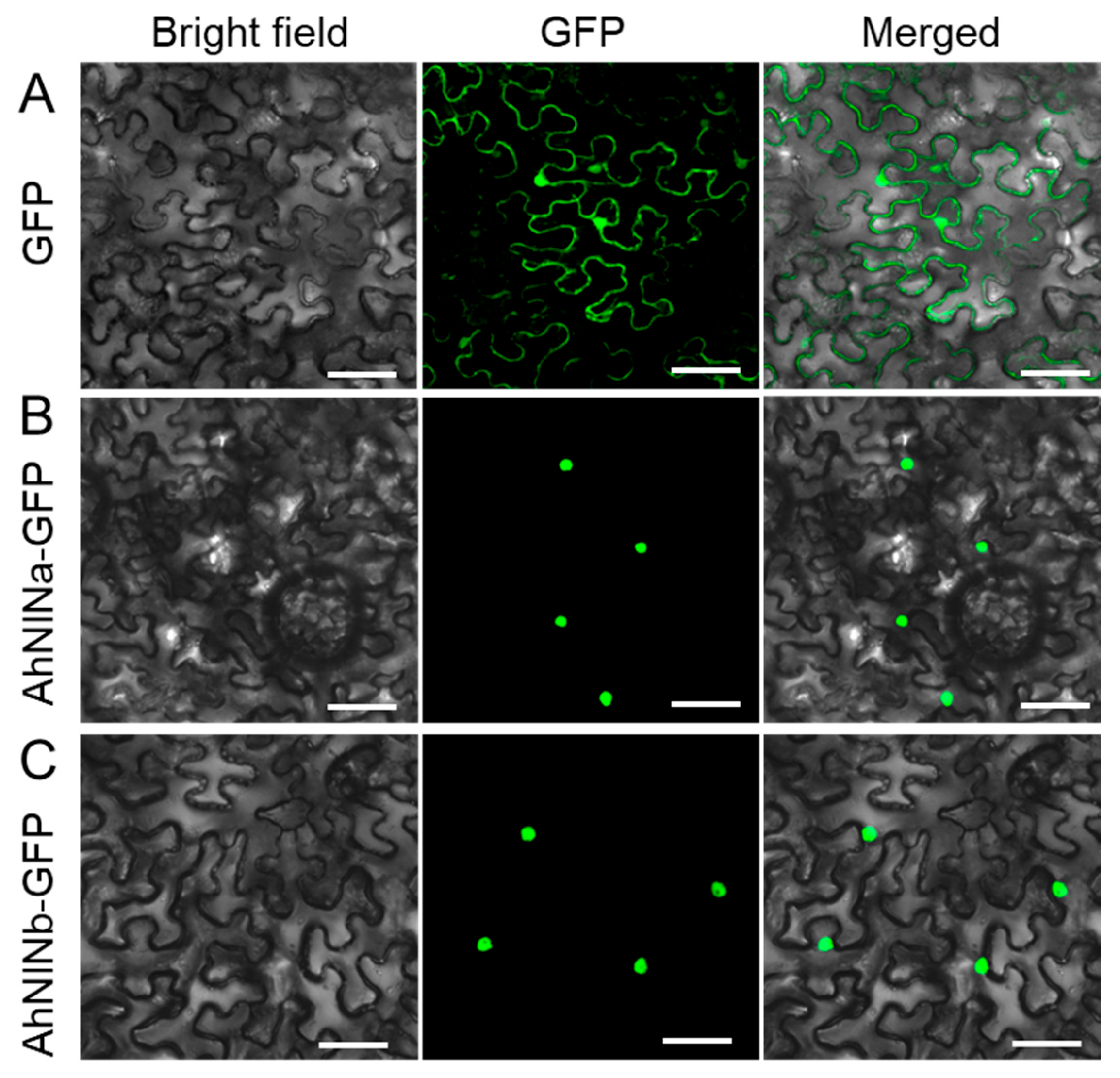 Agronomy 15 02377 g006 Agronomy 15 02377 g006