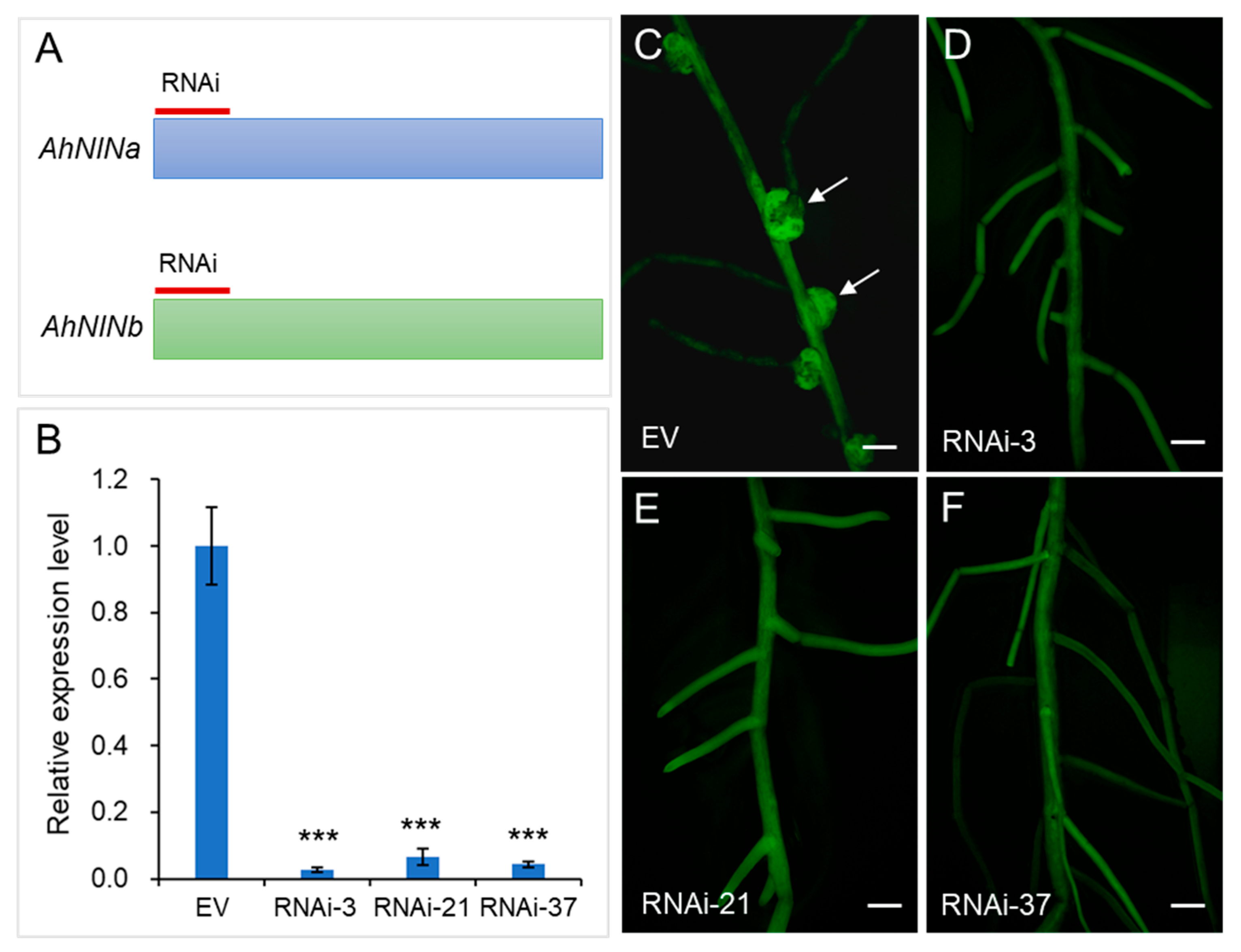 Agronomy 15 02377 g008 Agronomy 15 02377 g008