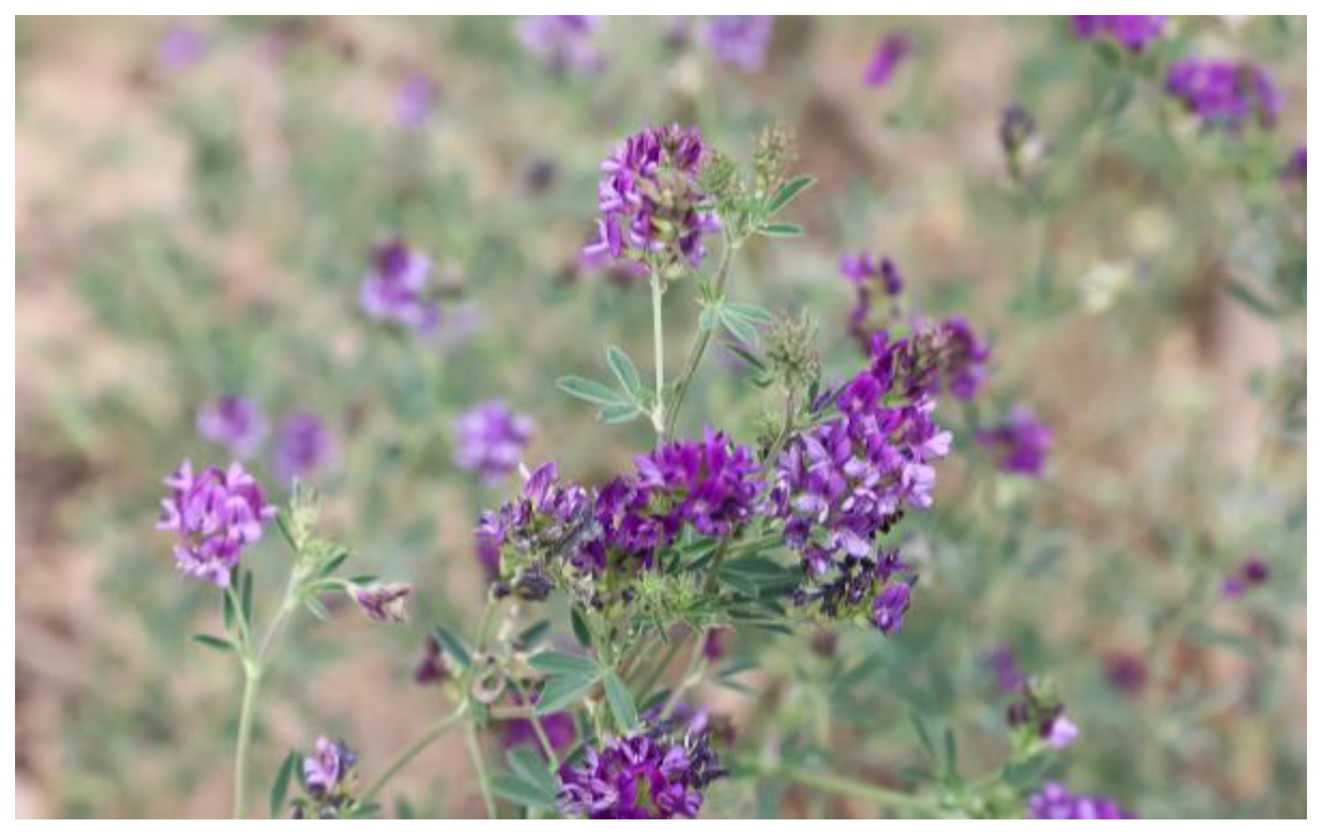 Agronomy 15 02390 g002