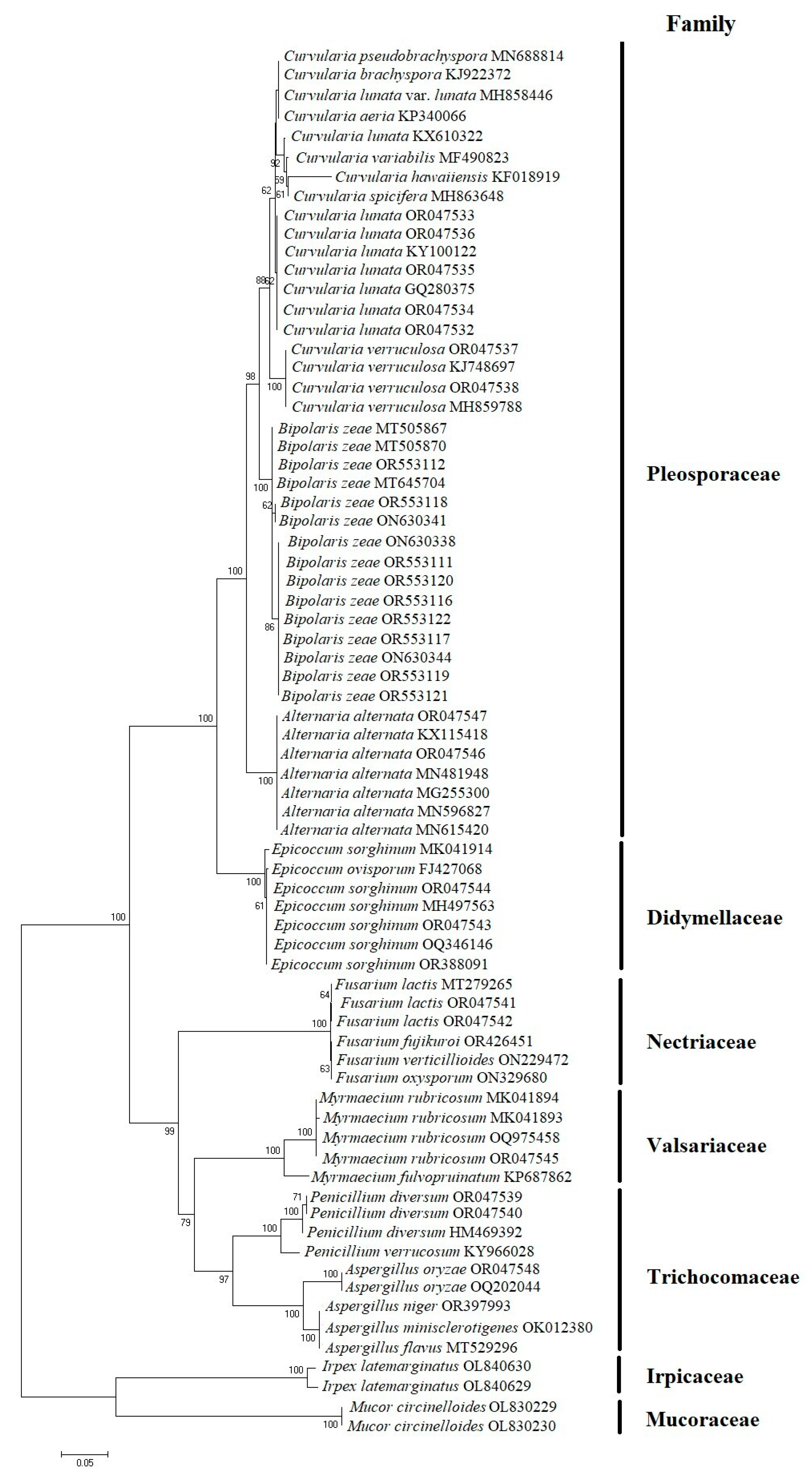 Agronomy 15 02406 g001 Agronomy 15 02406 g001