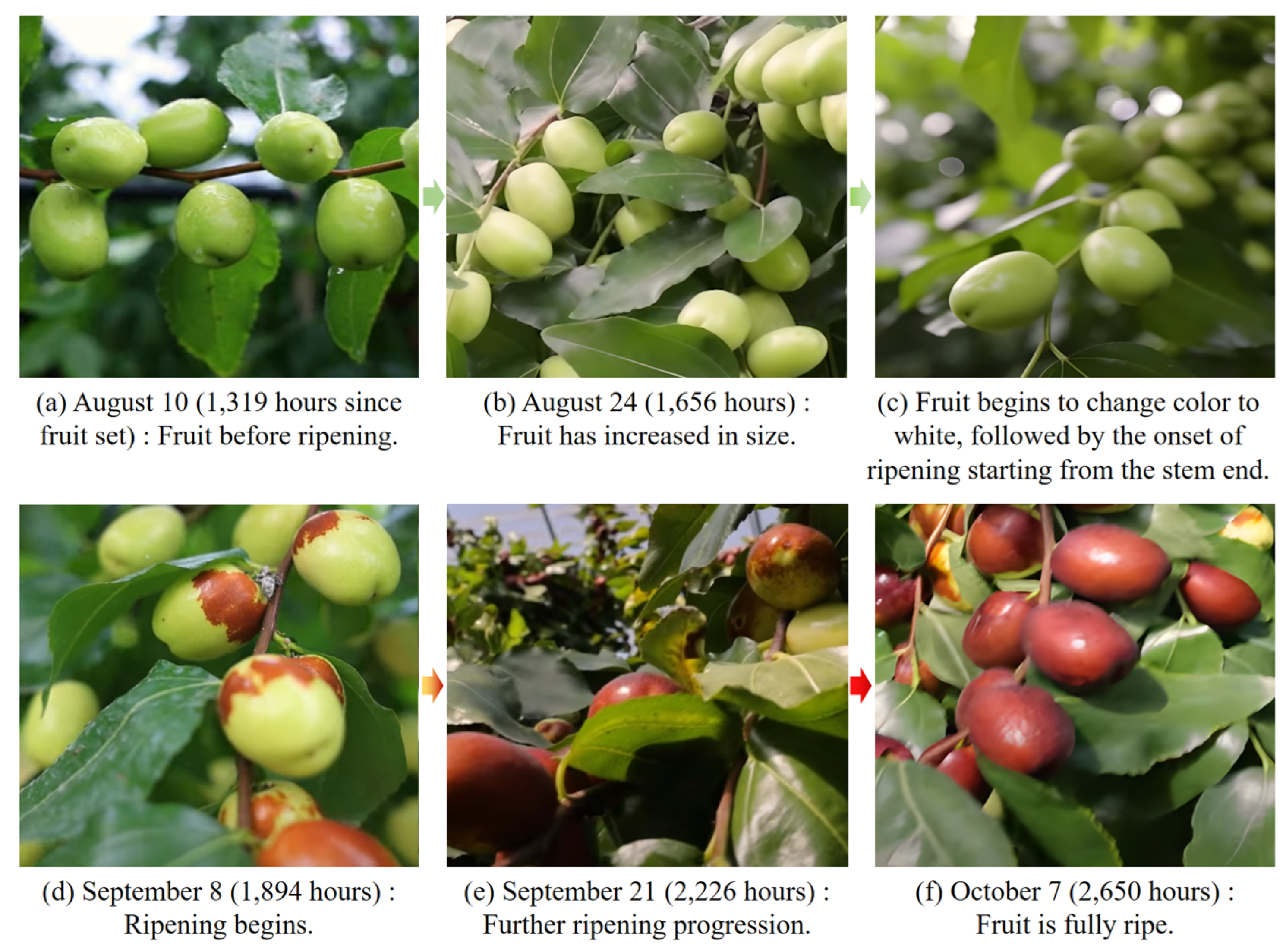 Agronomy 15 02409 g001