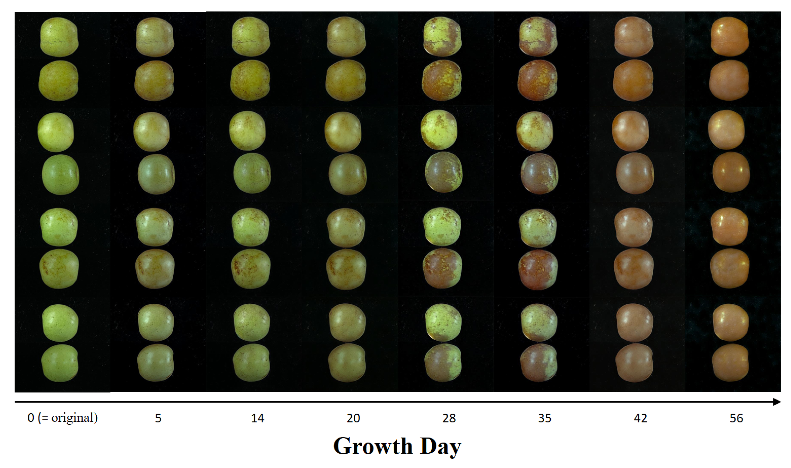 Agronomy 15 02409 g003