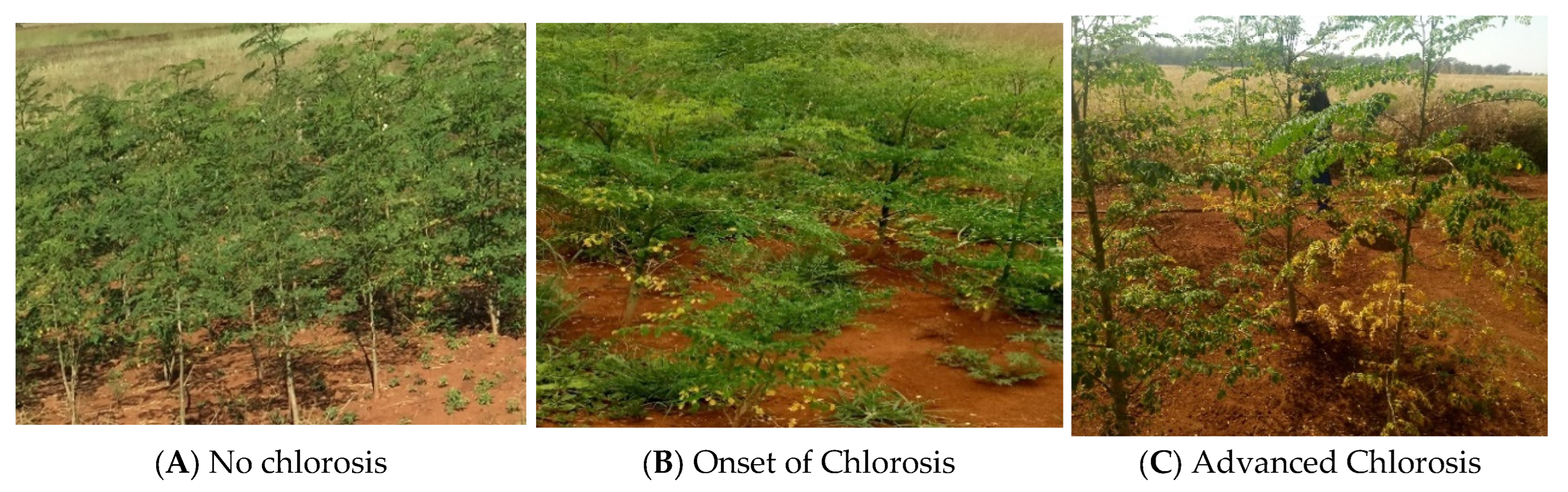 Agronomy 15 02414 g002 Agronomy 15 02414 g002