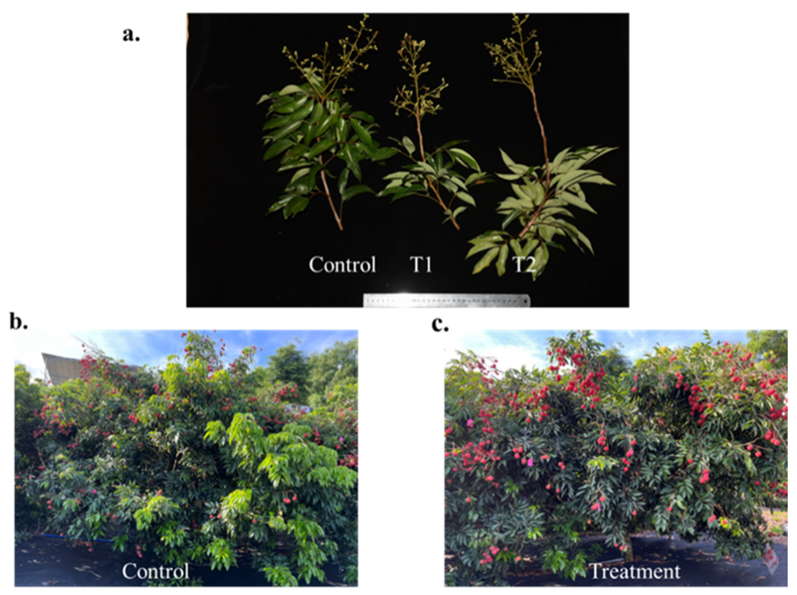 Agronomy 15 02421 g001 Agronomy 15 02421 g001