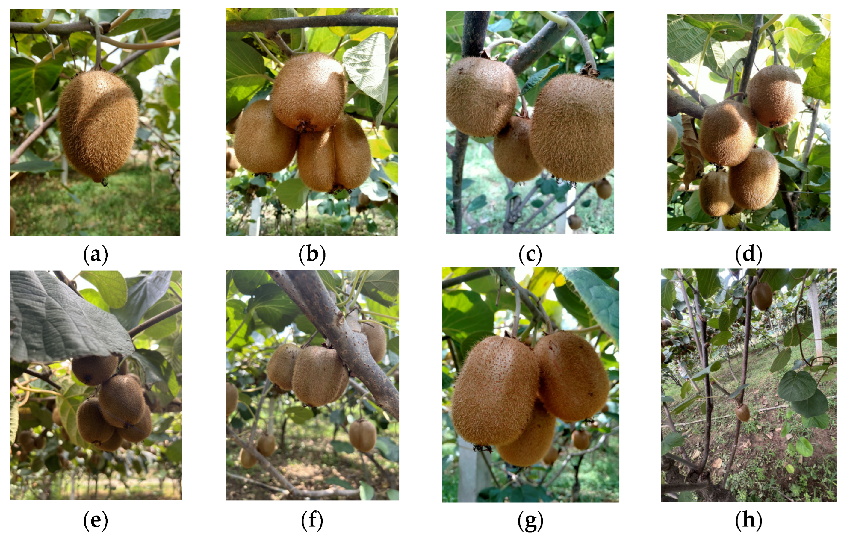 Agronomy 15 02424 g001