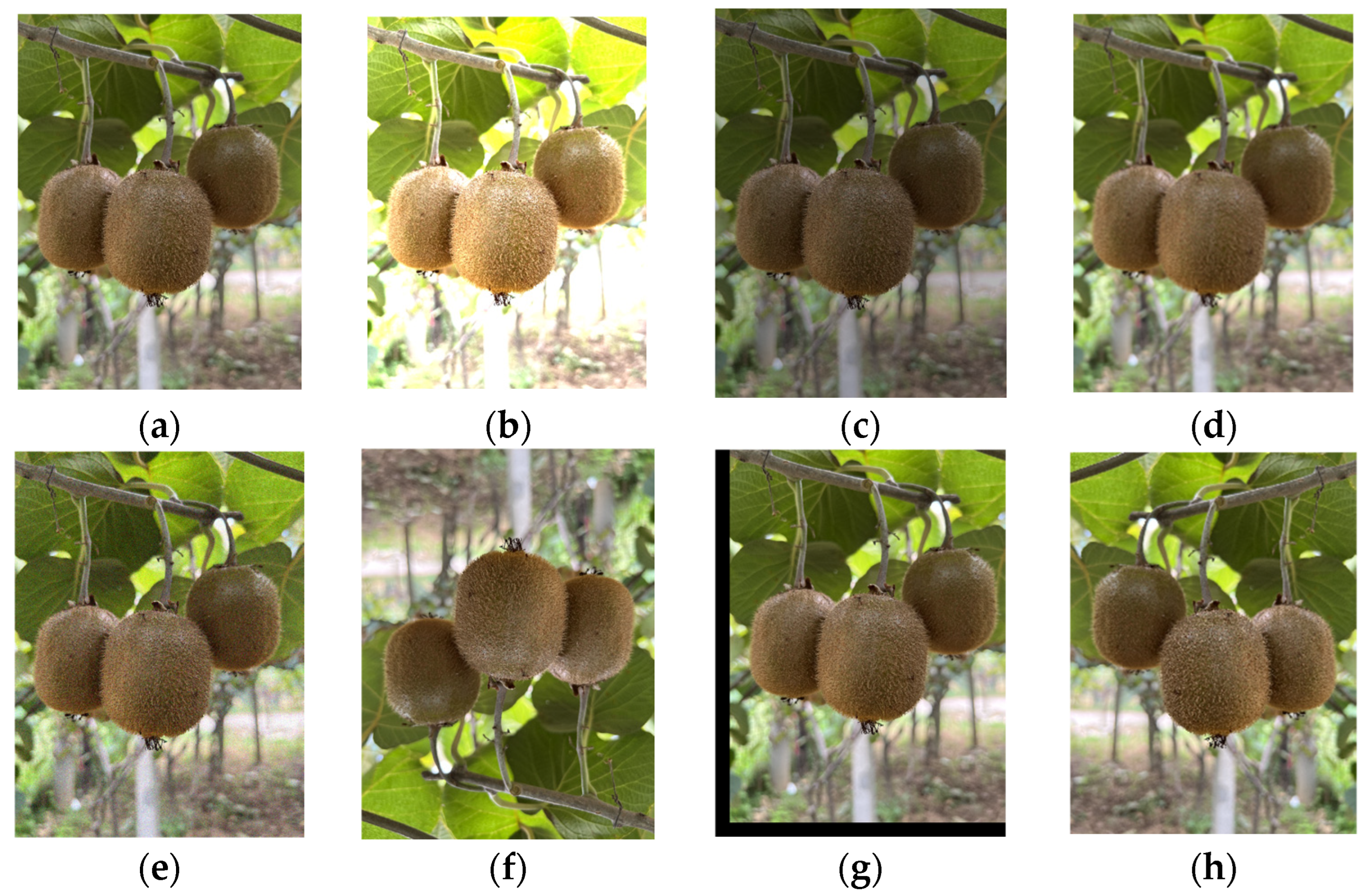 Agronomy 15 02424 g002