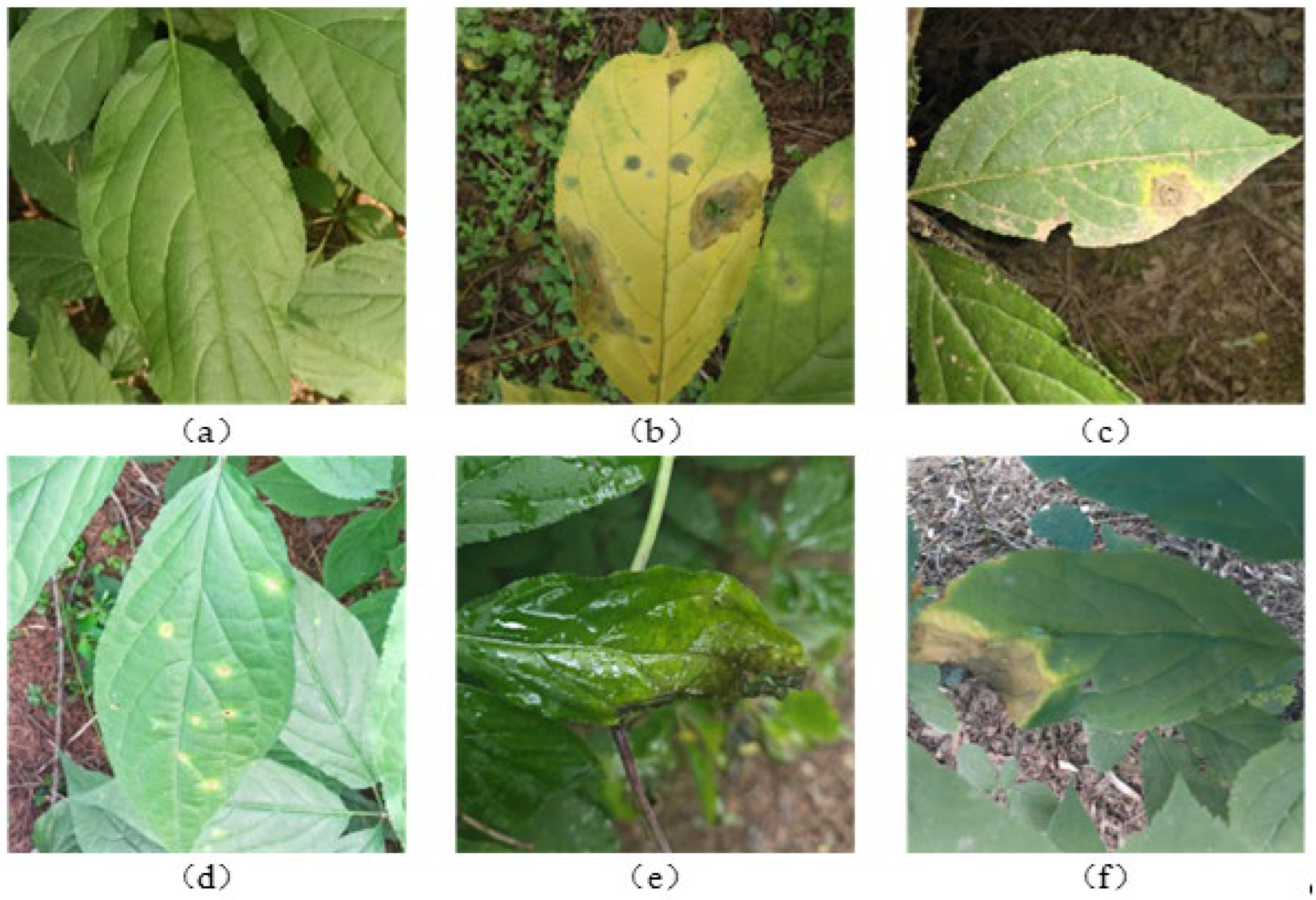 Agronomy 15 02450 g001