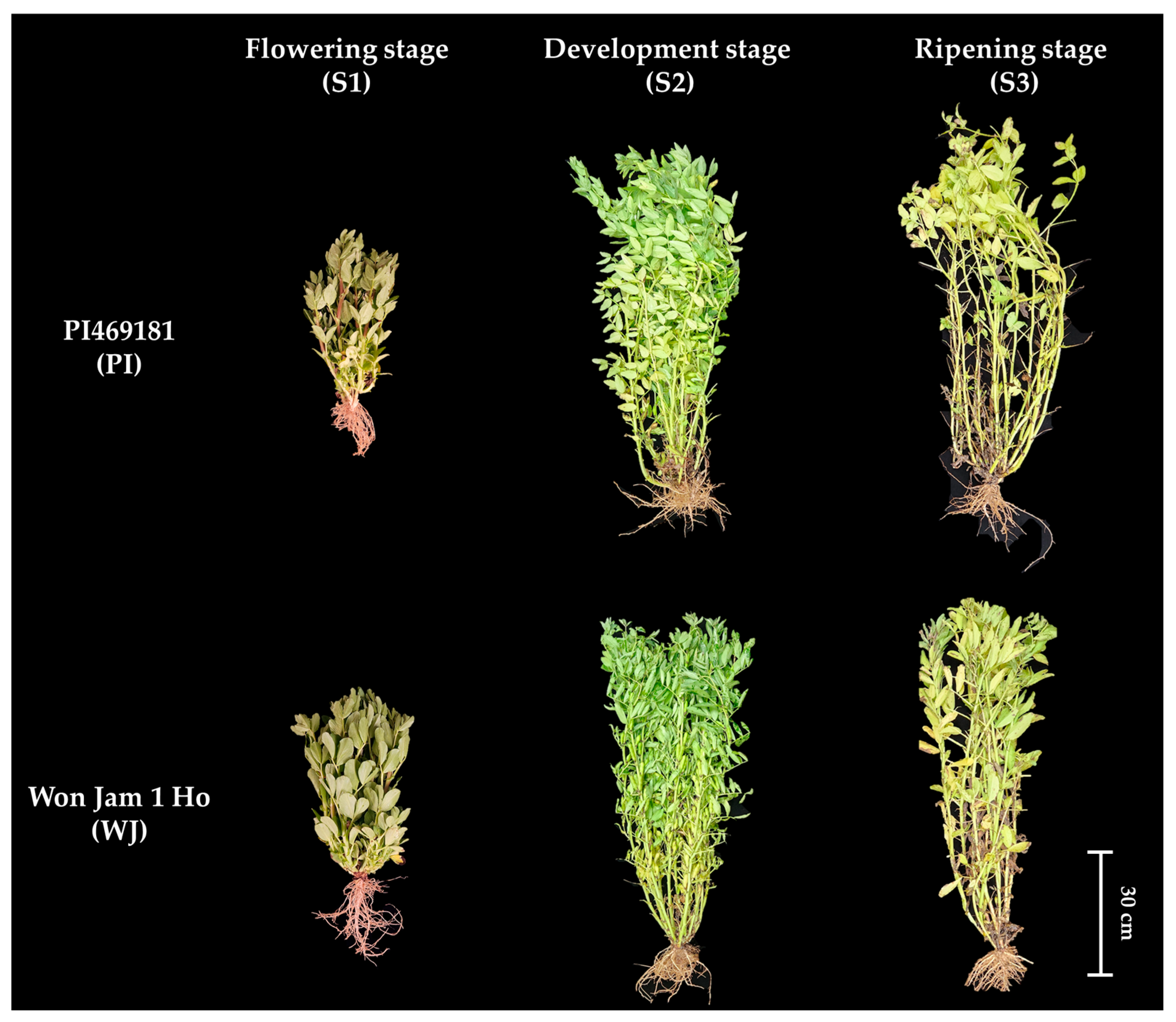 Agronomy 15 02473 g001 Agronomy 15 02473 g001