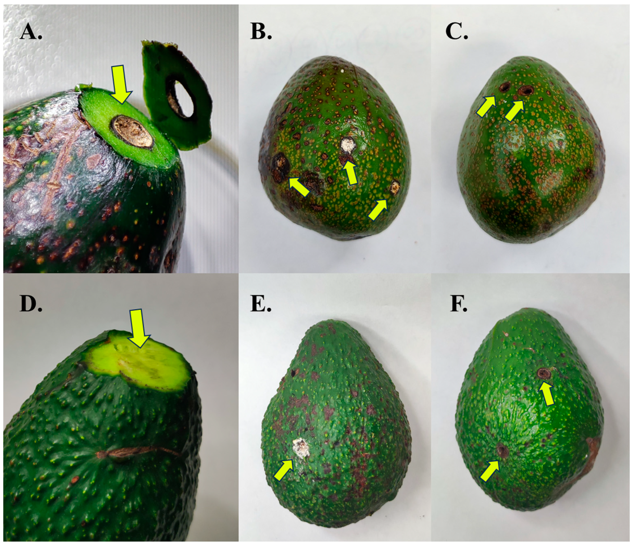 Agronomy 15 02476 g002