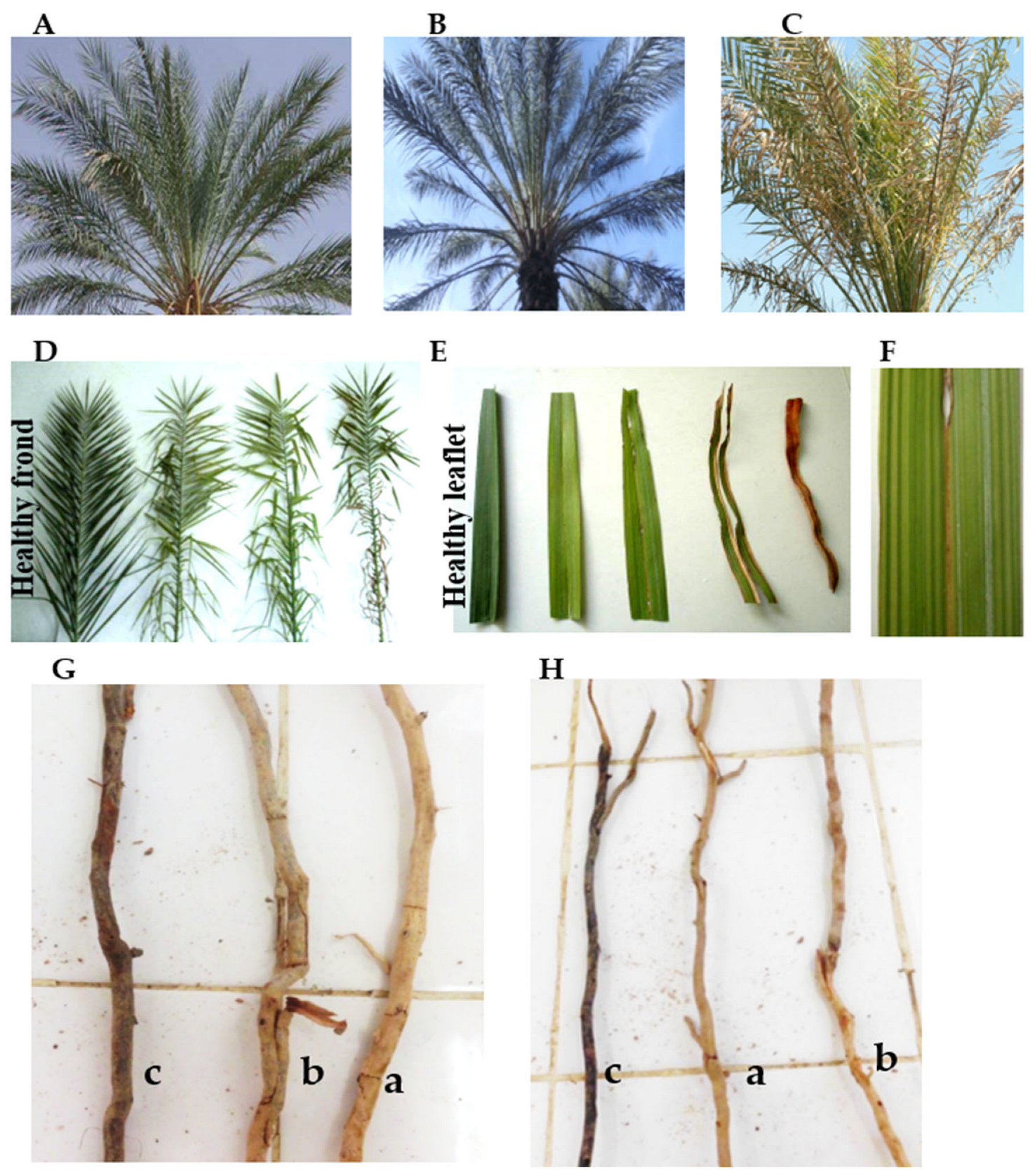 Agronomy 15 02490 g001