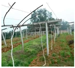 Agronomy 15 02499 i011