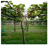 Agronomy 15 02499 i013