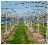 Agronomy 15 02499 i015