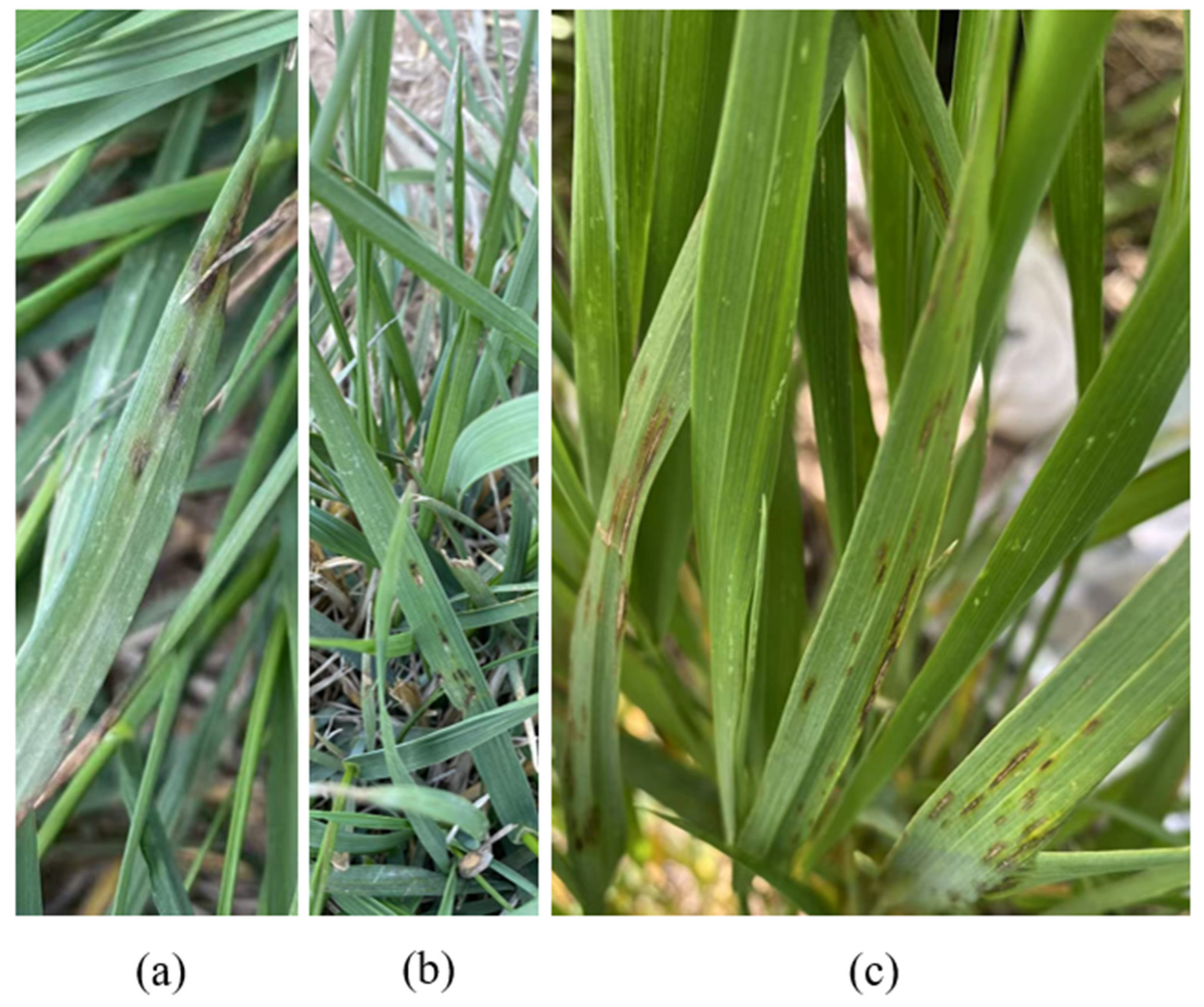 Agronomy 15 02502 g001 Agronomy 15 02502 g001