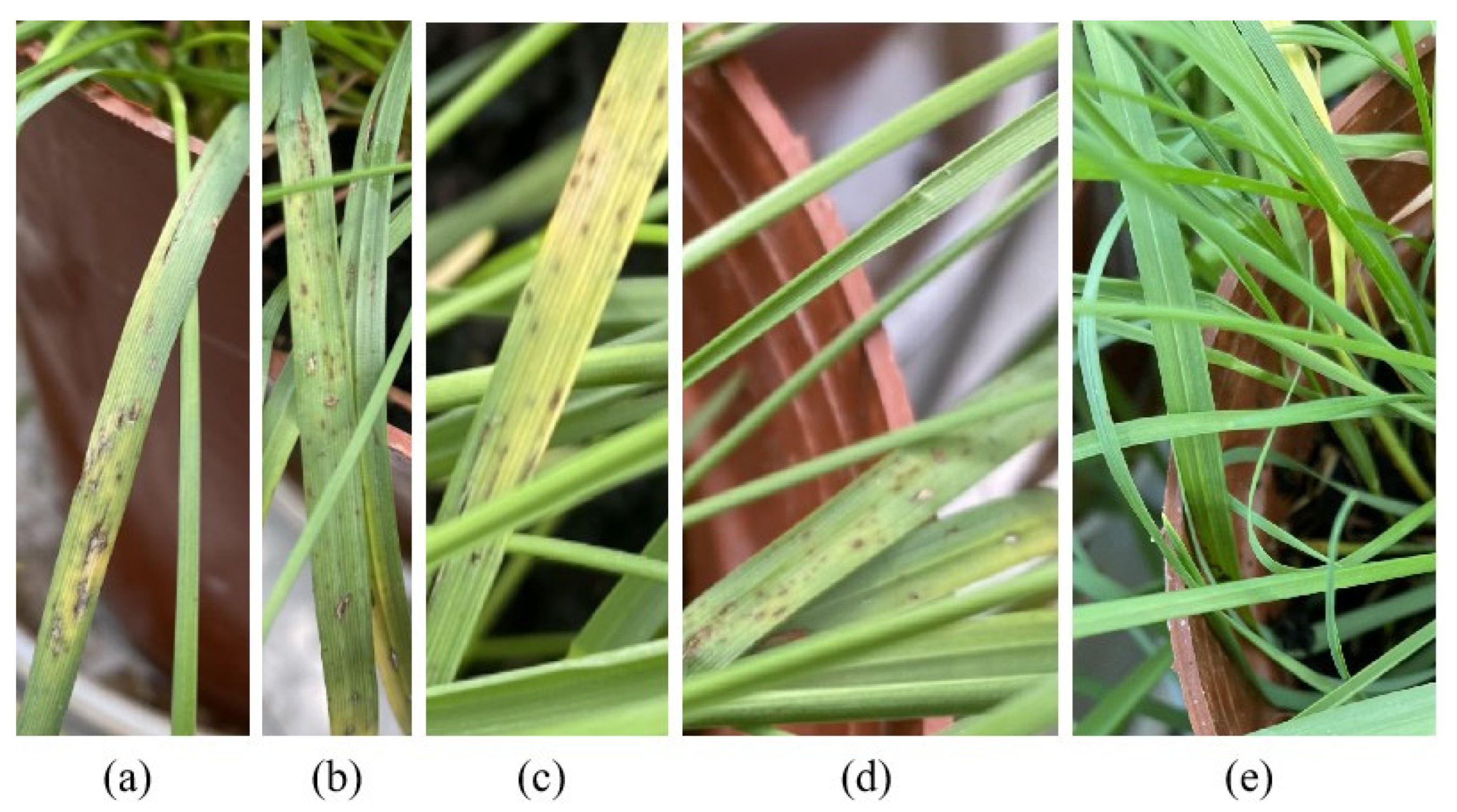 Agronomy 15 02502 g005 Agronomy 15 02502 g005