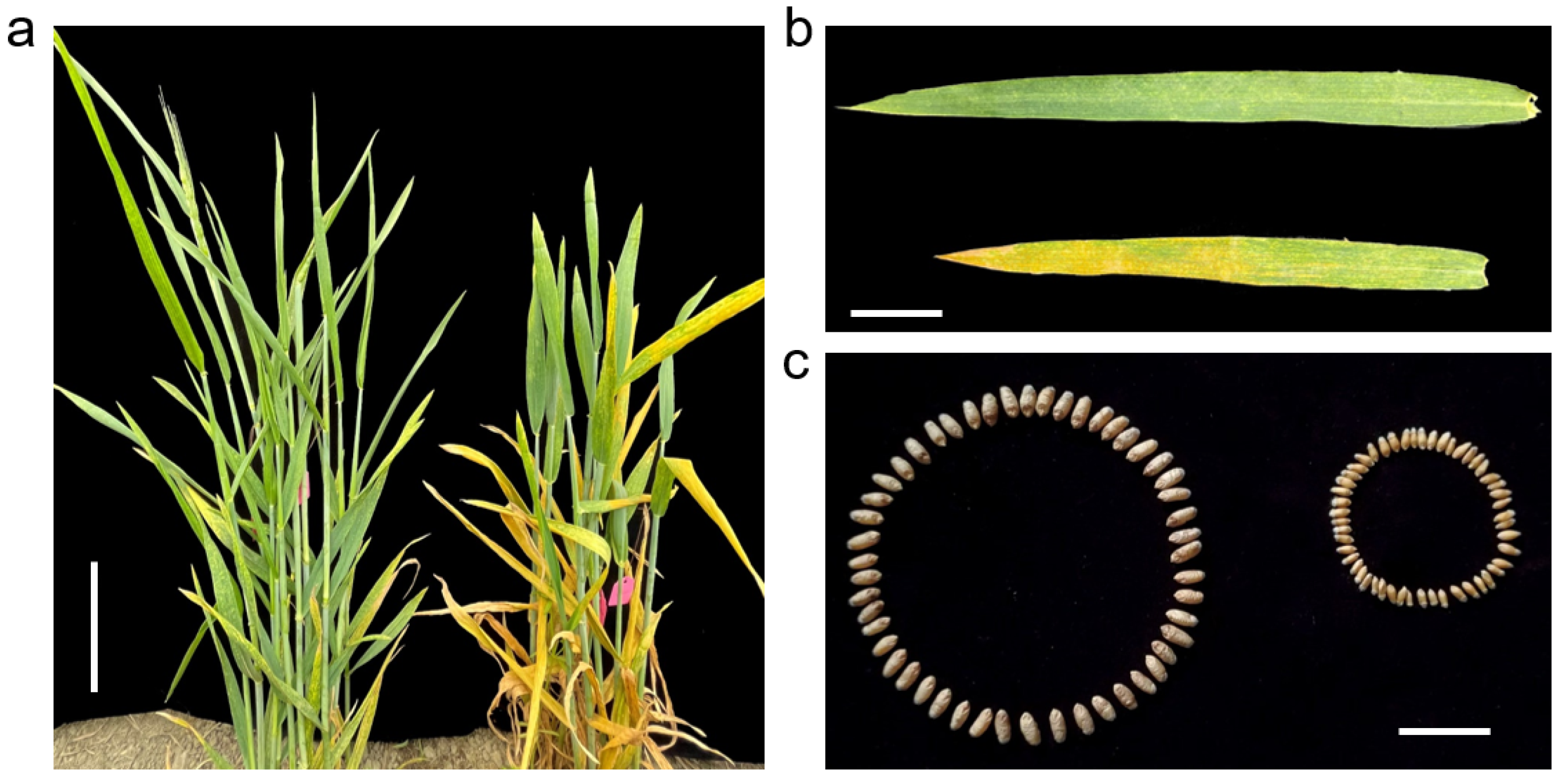 Agronomy 15 02511 g001 Agronomy 15 02511 g001