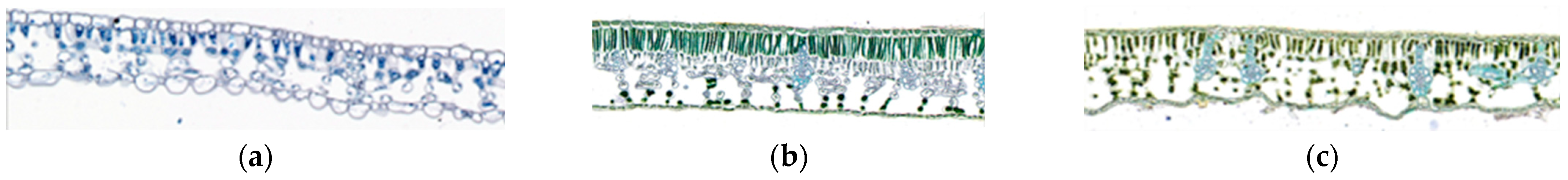 Agronomy 15 02512 g003 Agronomy 15 02512 g003