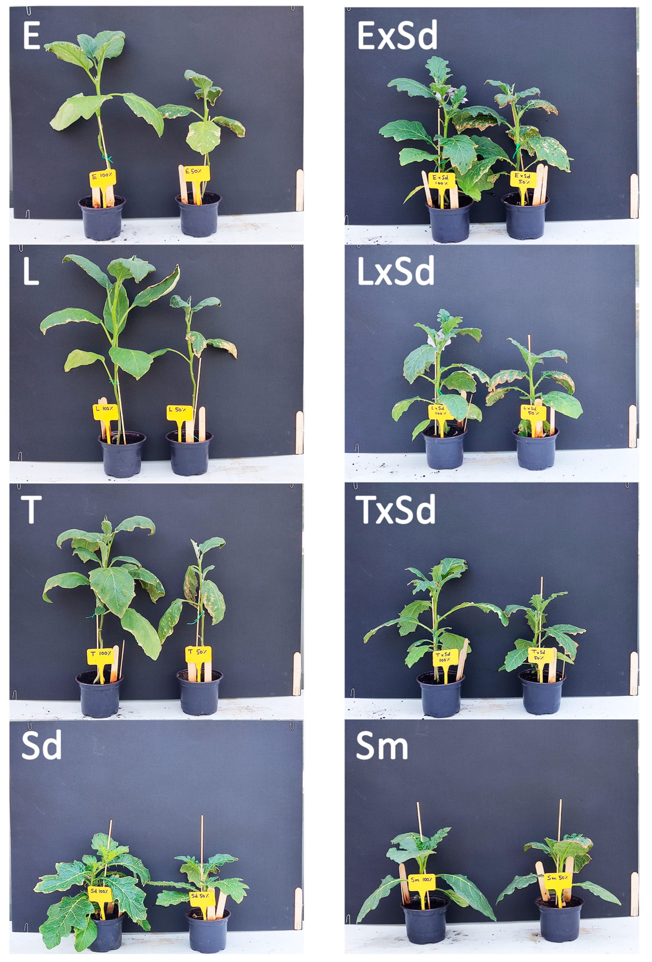 Agronomy 15 02516 g003 Agronomy 15 02516 g003