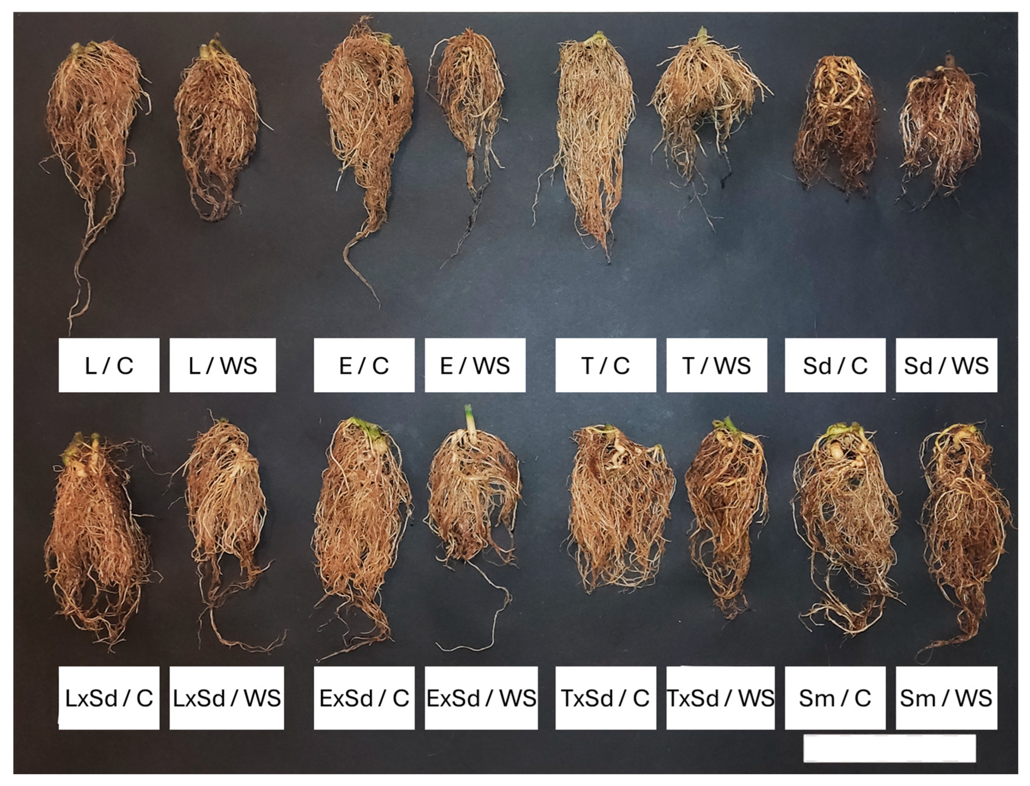 Agronomy 15 02516 g004 Agronomy 15 02516 g004