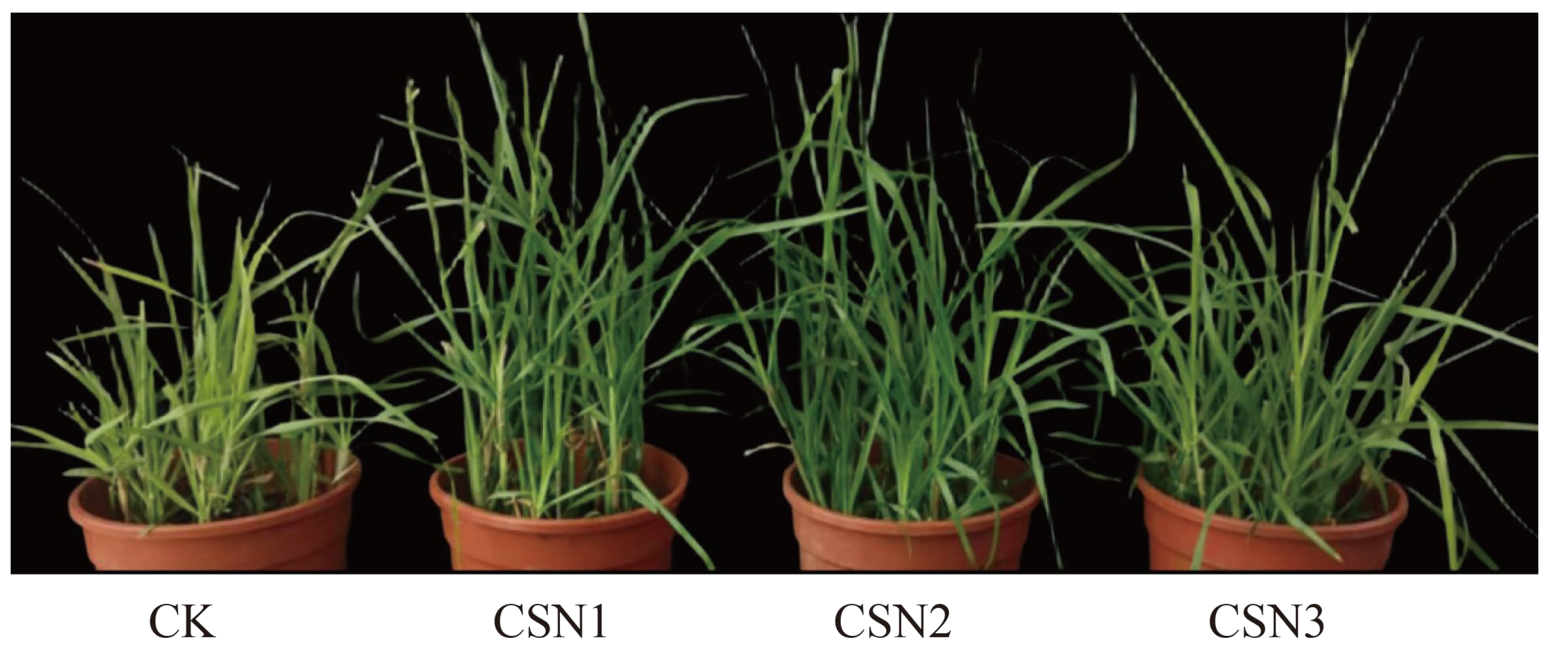 Agronomy 15 02526 g001 Agronomy 15 02526 g001