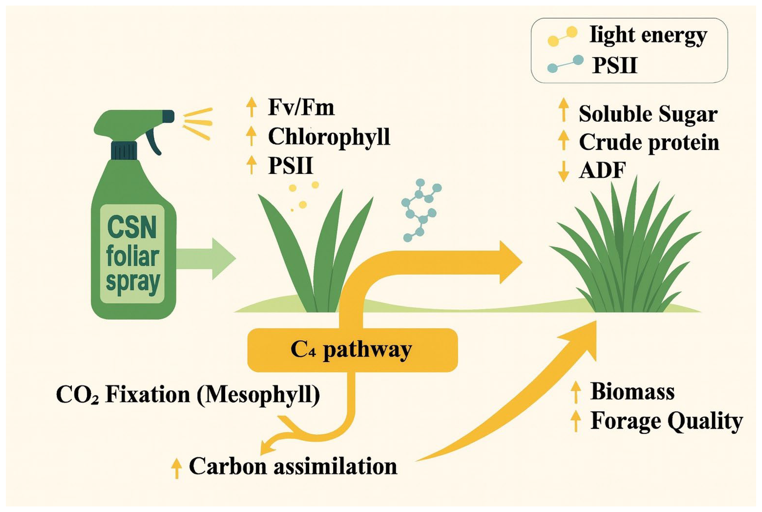 Agronomy 15 02526 g009 Agronomy 15 02526 g009