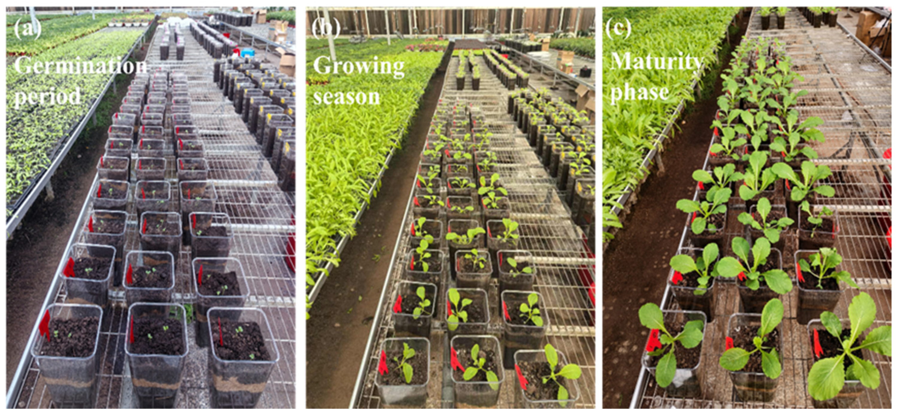 Agronomy 15 02532 g001 Agronomy 15 02532 g001