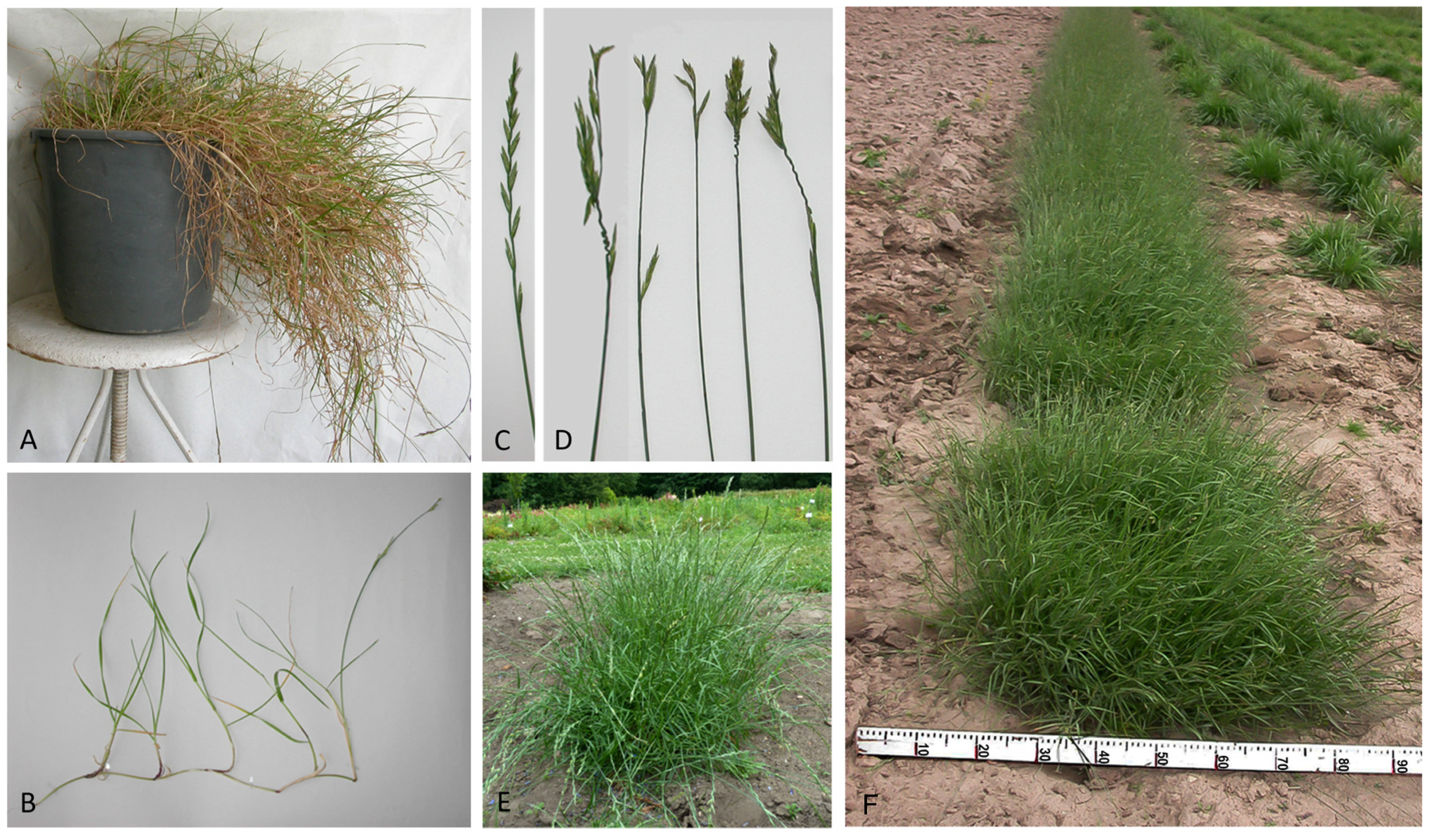 Agronomy 15 02541 g001 Agronomy 15 02541 g001