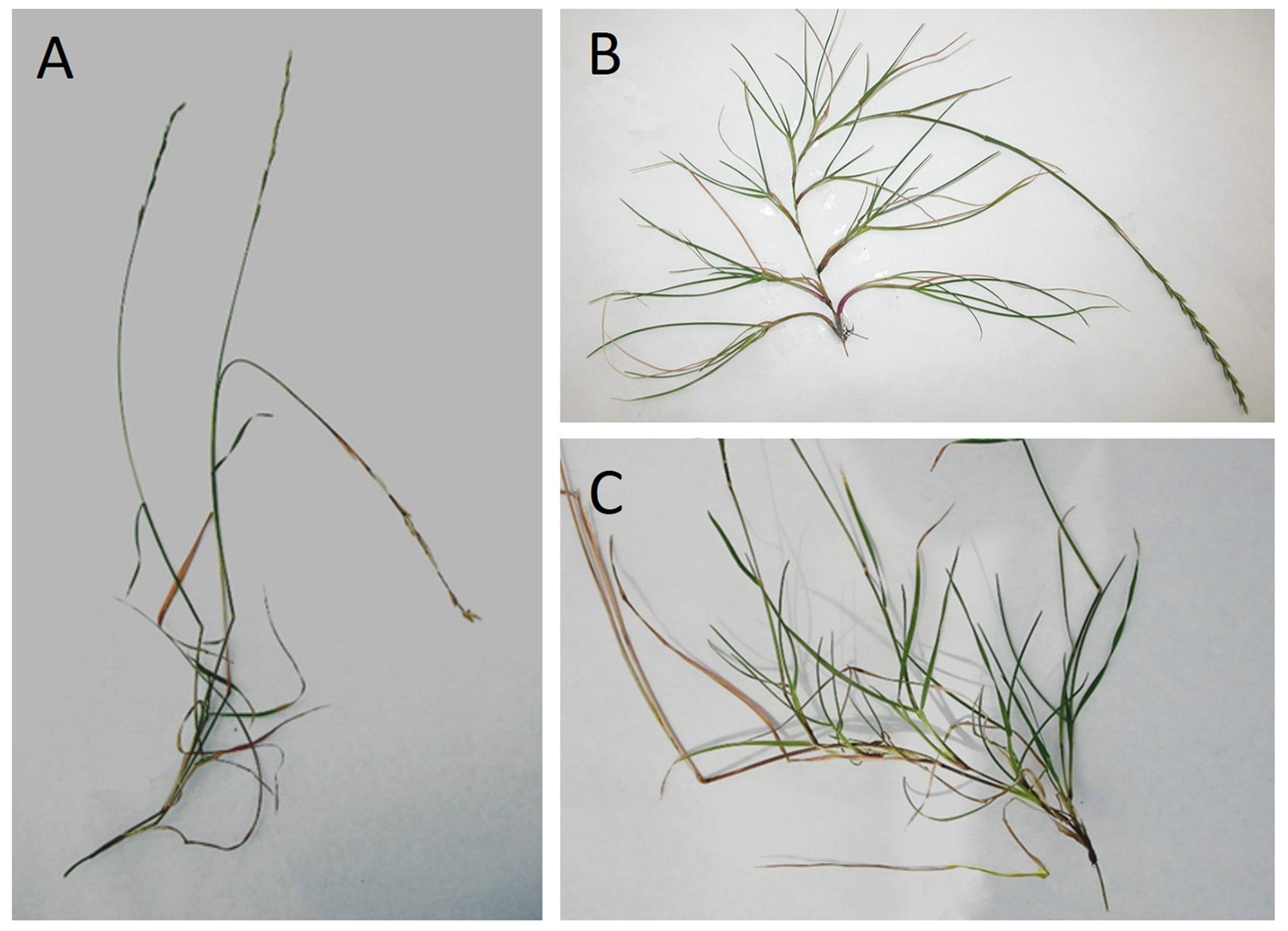 Agronomy 15 02541 g003a Agronomy 15 02541 g003a