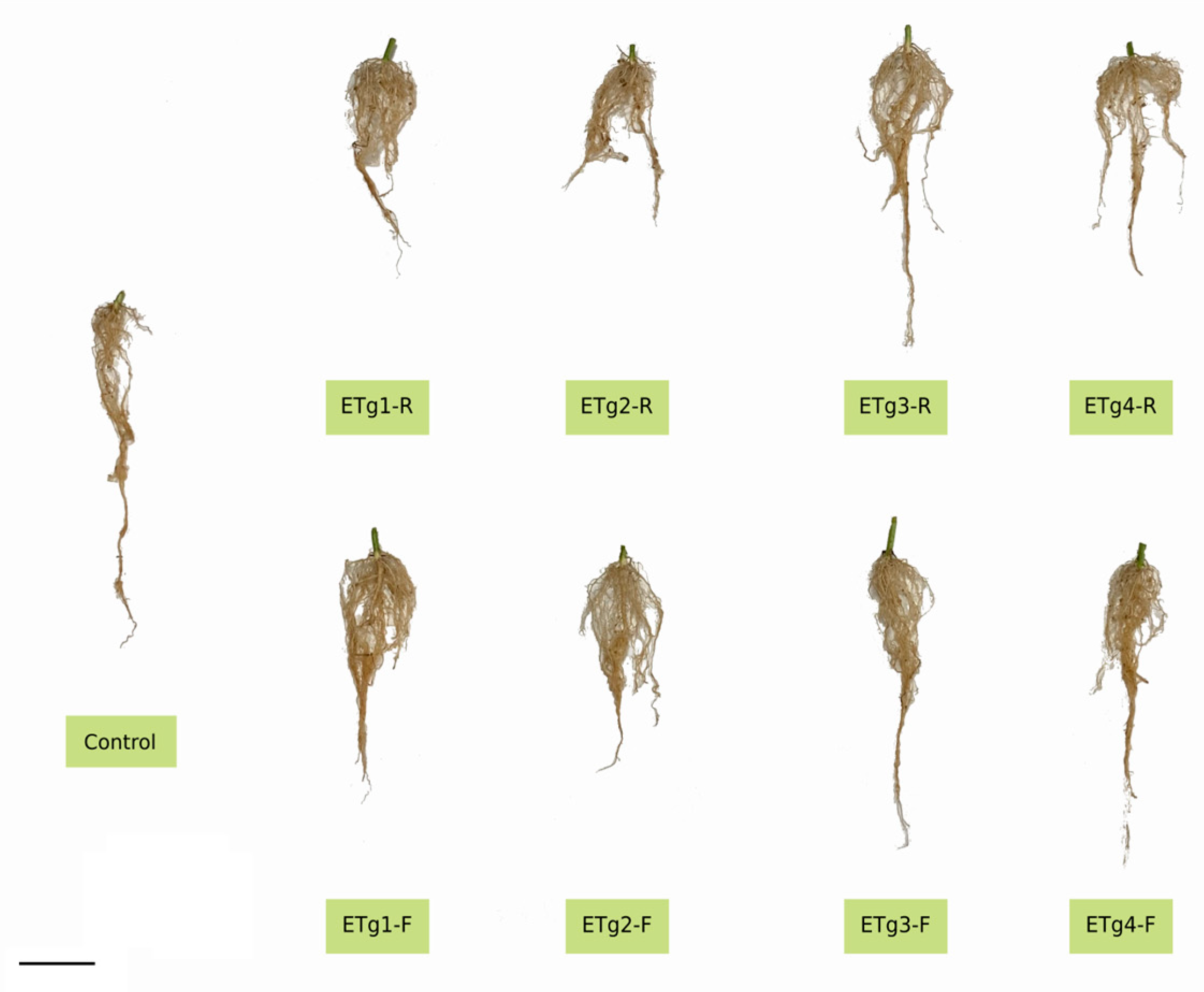 Agronomy 15 02556 g002 Agronomy 15 02556 g002