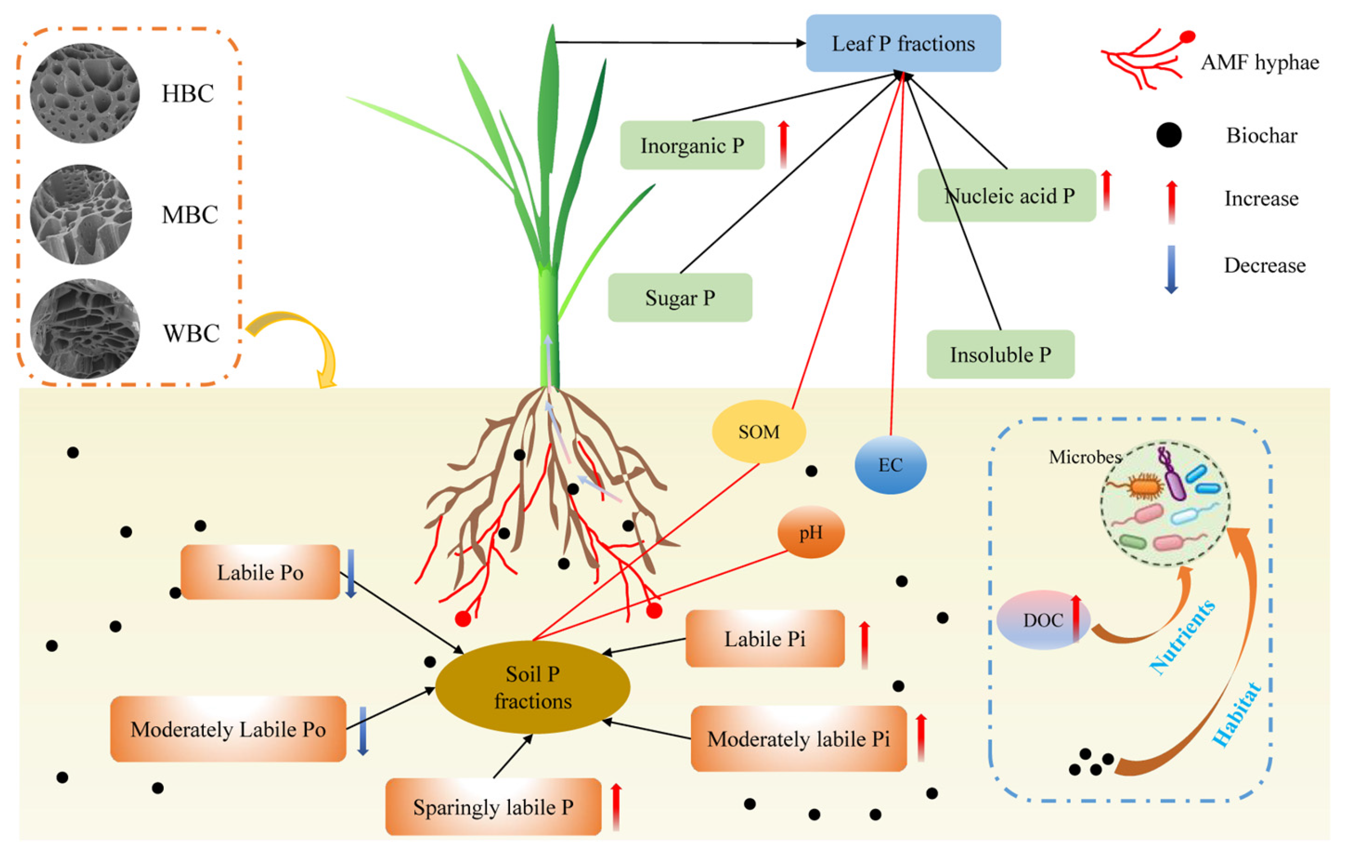 Agronomy 15 02562 g007 Agronomy 15 02562 g007