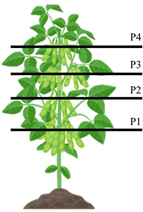 Agronomy 15 02563 i001 Agronomy 15 02563 i001
