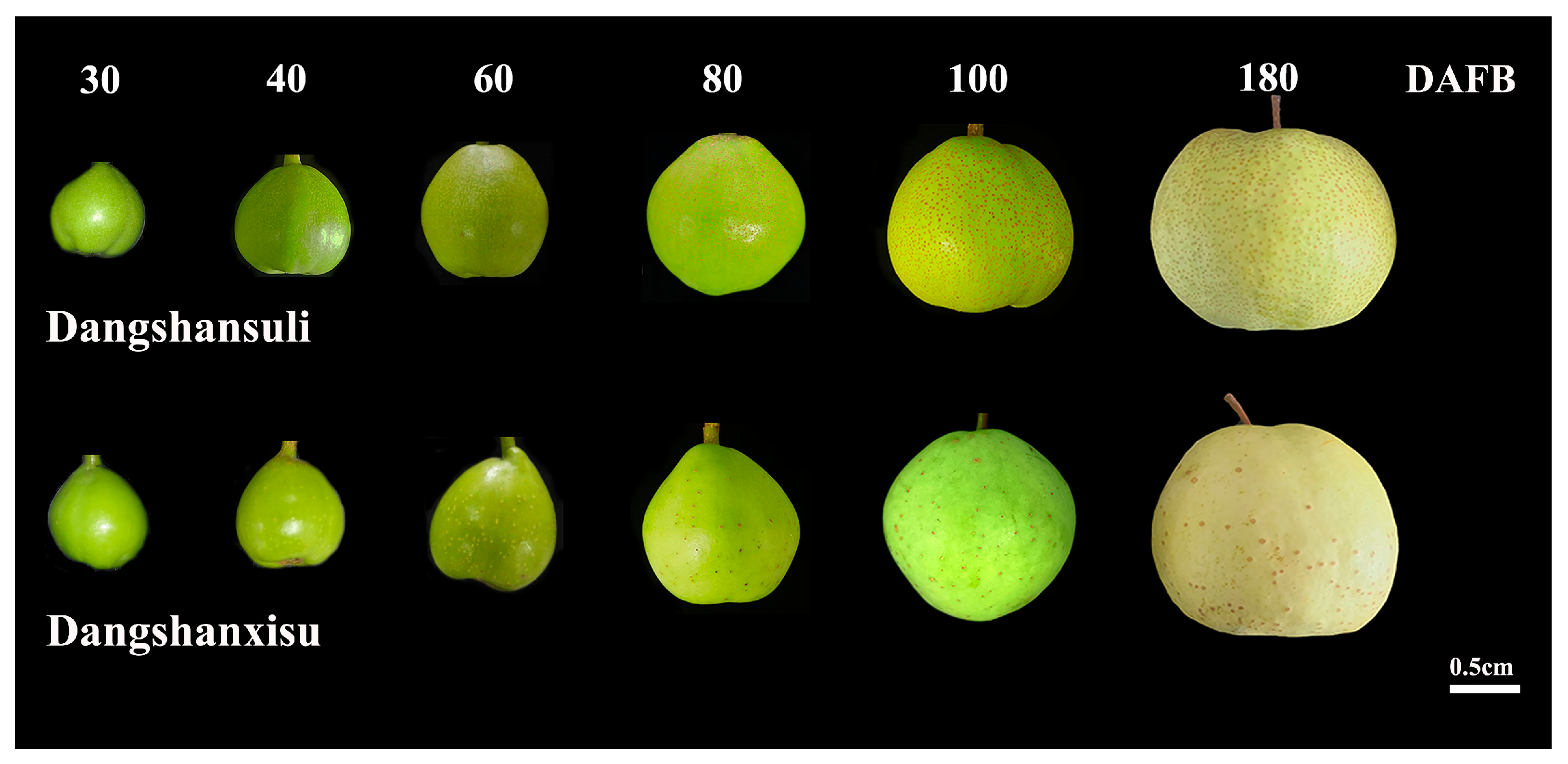 Agronomy 15 02564 g001