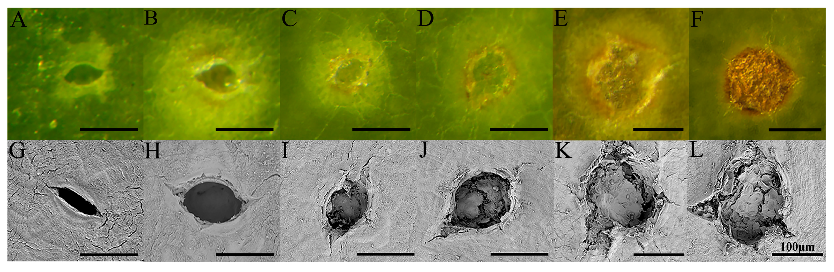 Agronomy 15 02564 g002