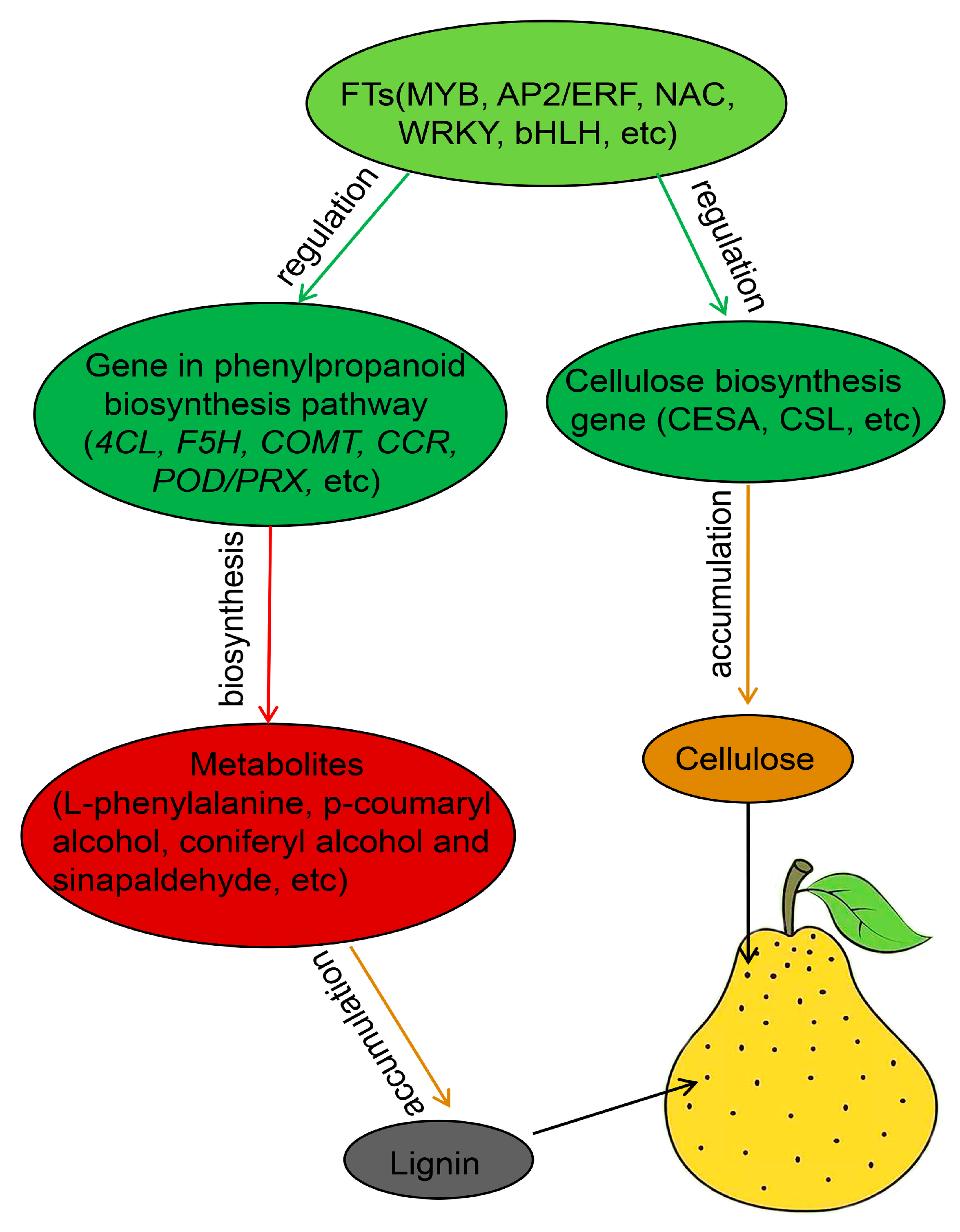 Agronomy 15 02564 g010