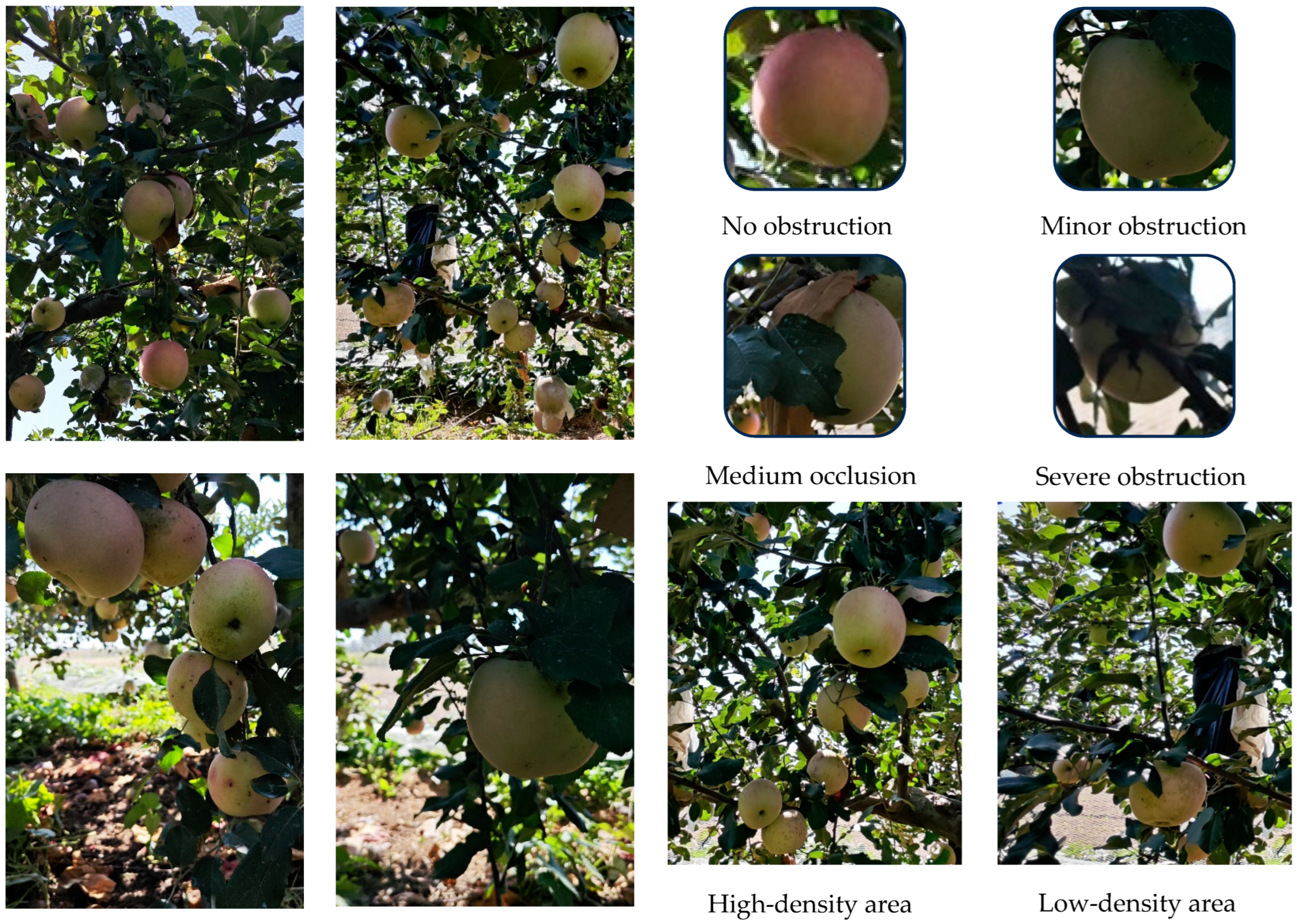 Agronomy 15 02565 g010