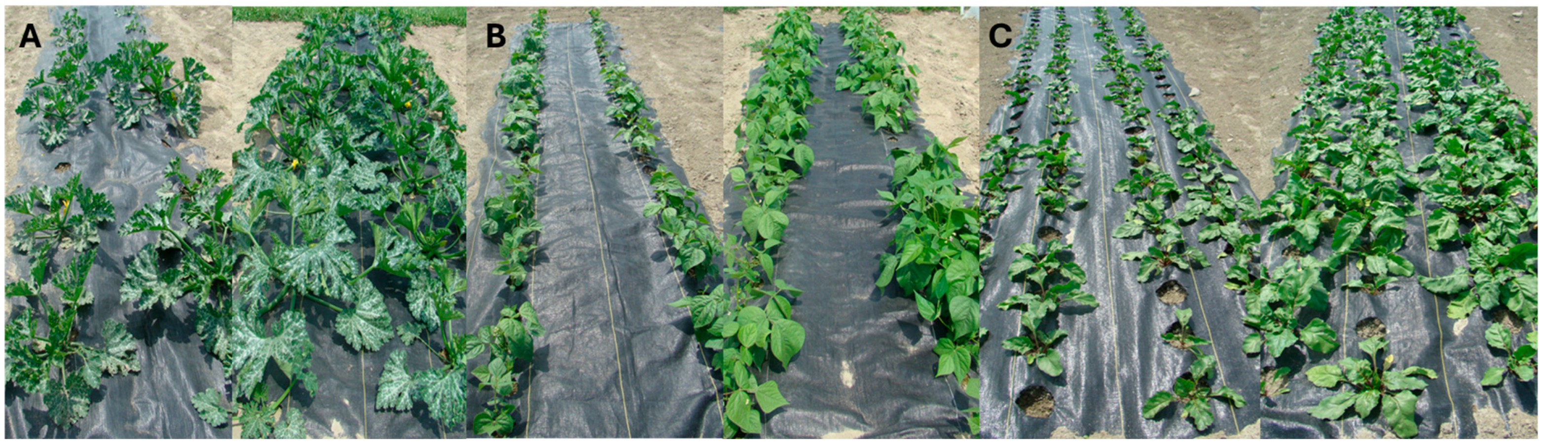 Agronomy 15 02567 g001