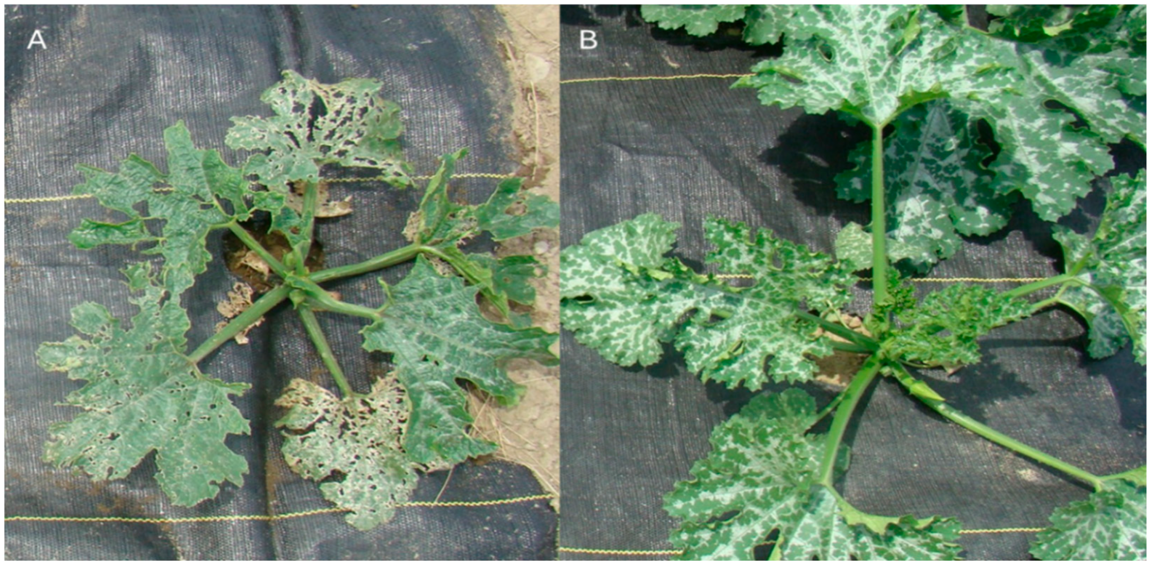 Agronomy 15 02567 g003