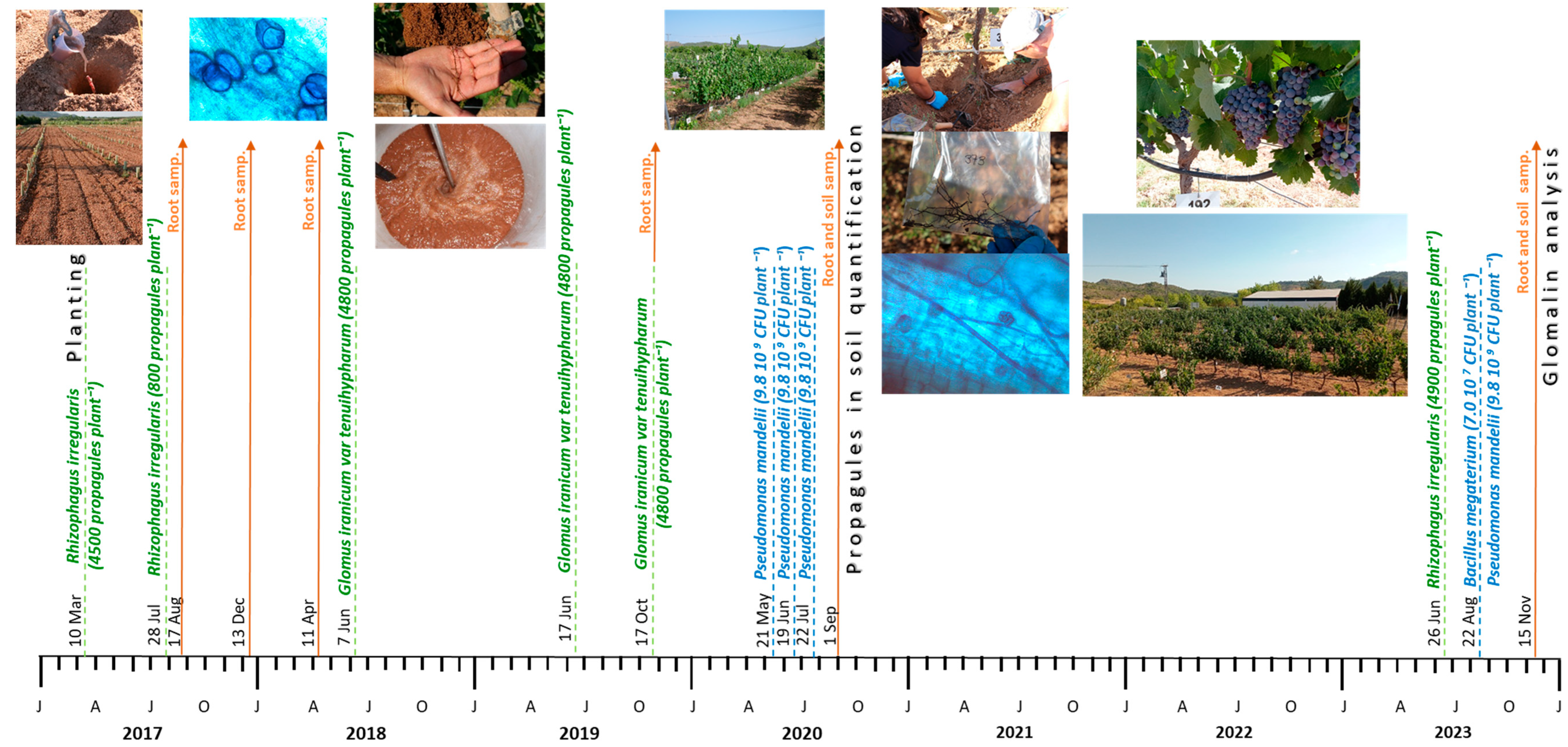 Agronomy 15 02570 g002