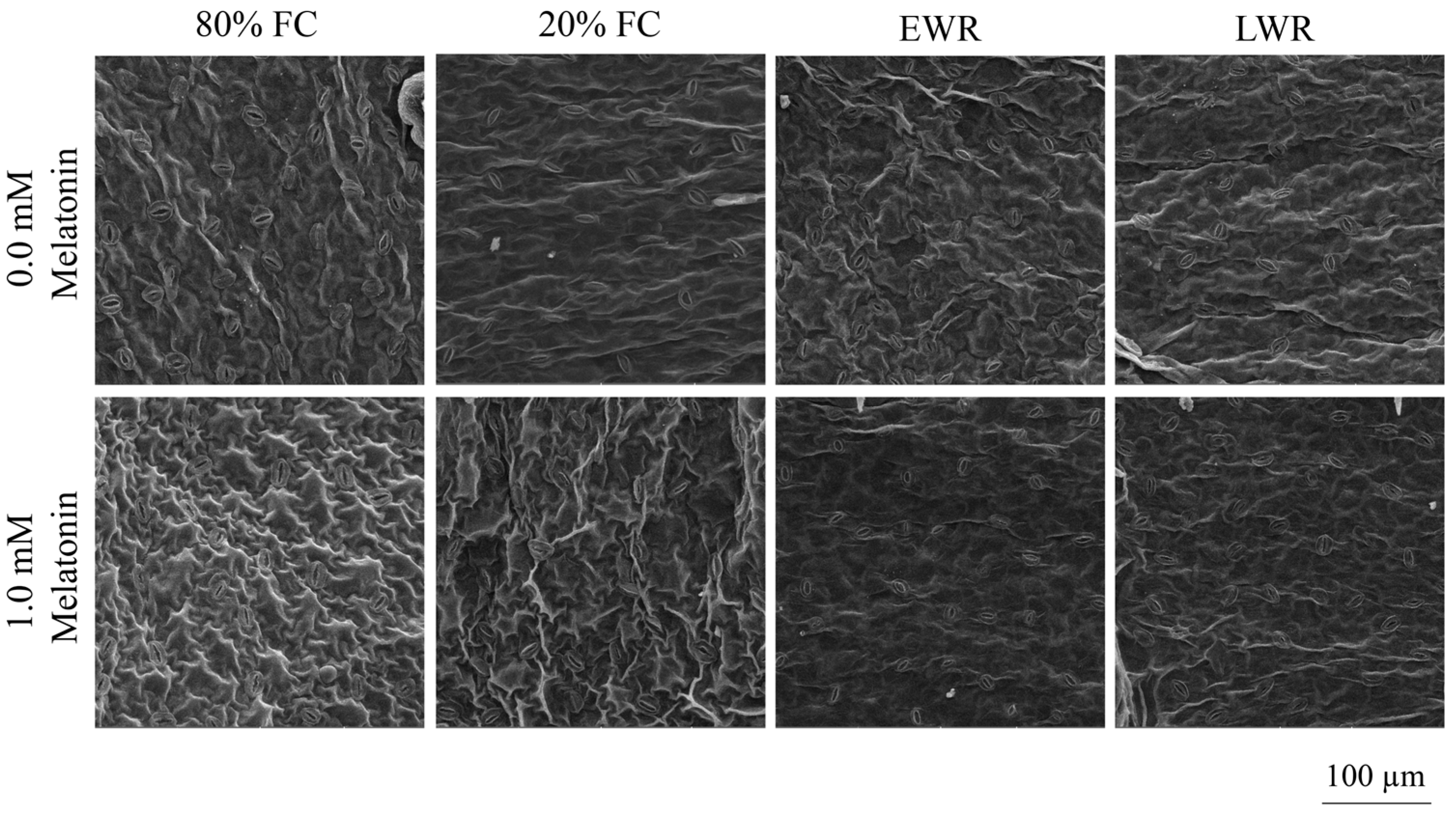 Agronomy 15 02571 g006
