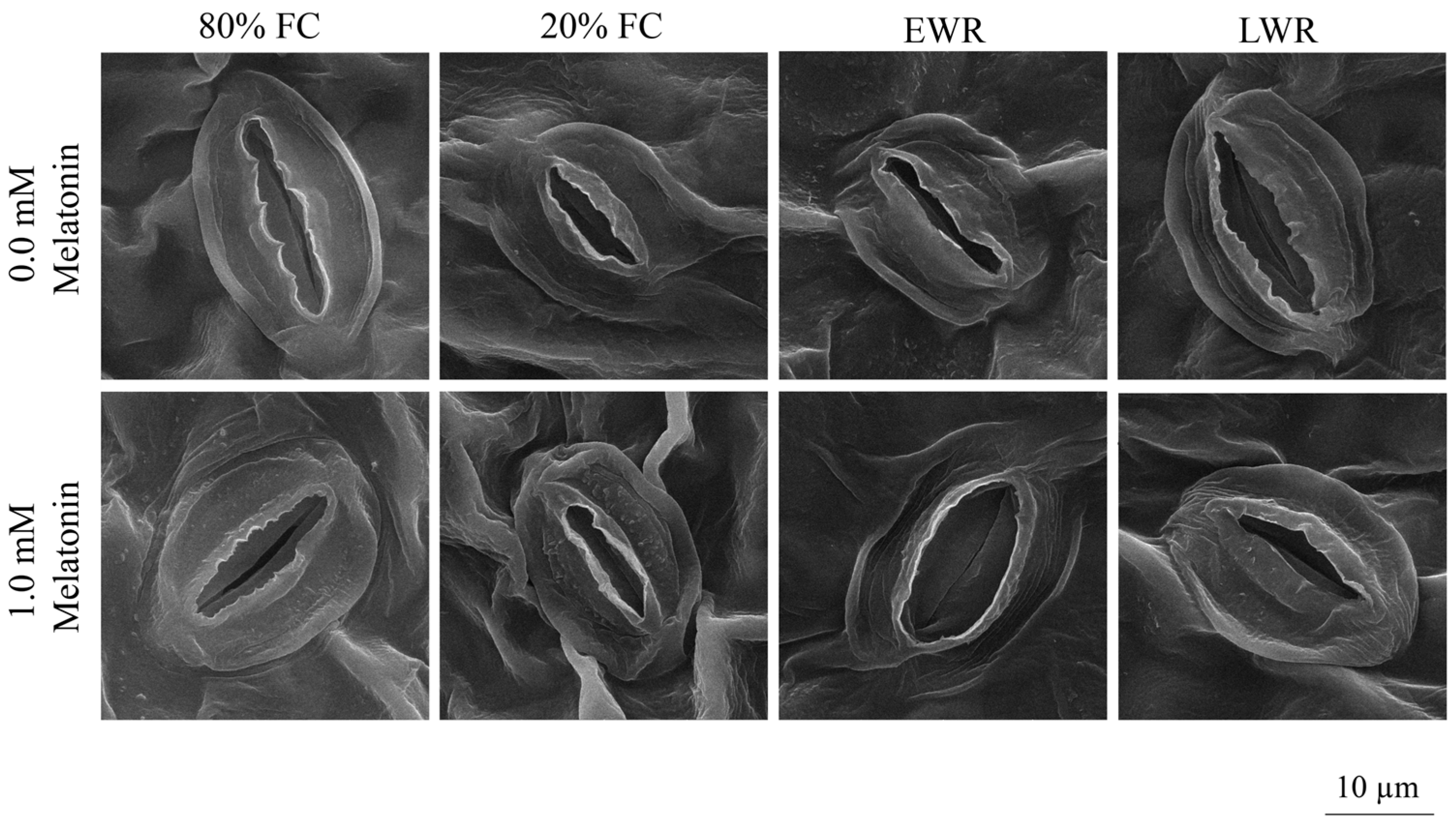 Agronomy 15 02571 g007