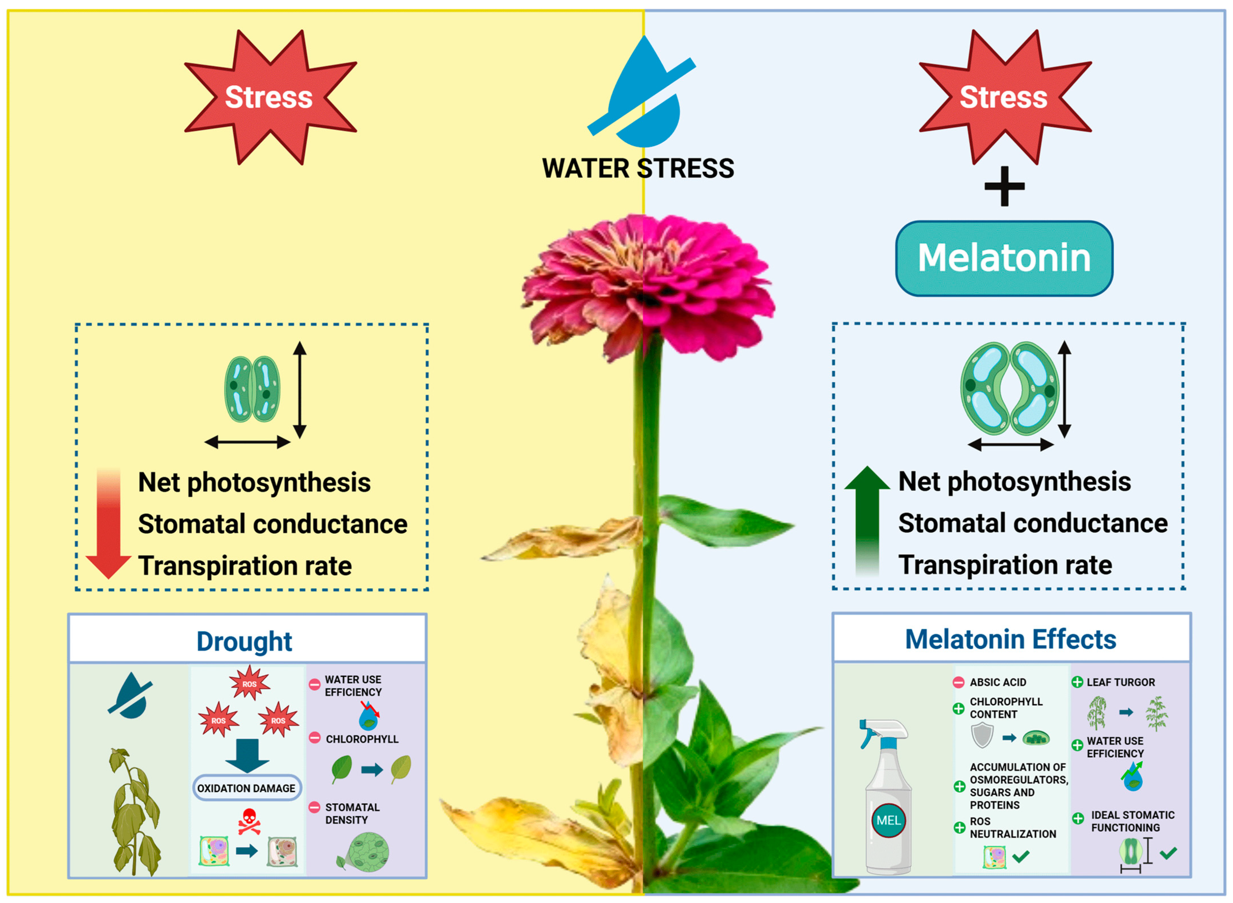 Agronomy 15 02571 g011