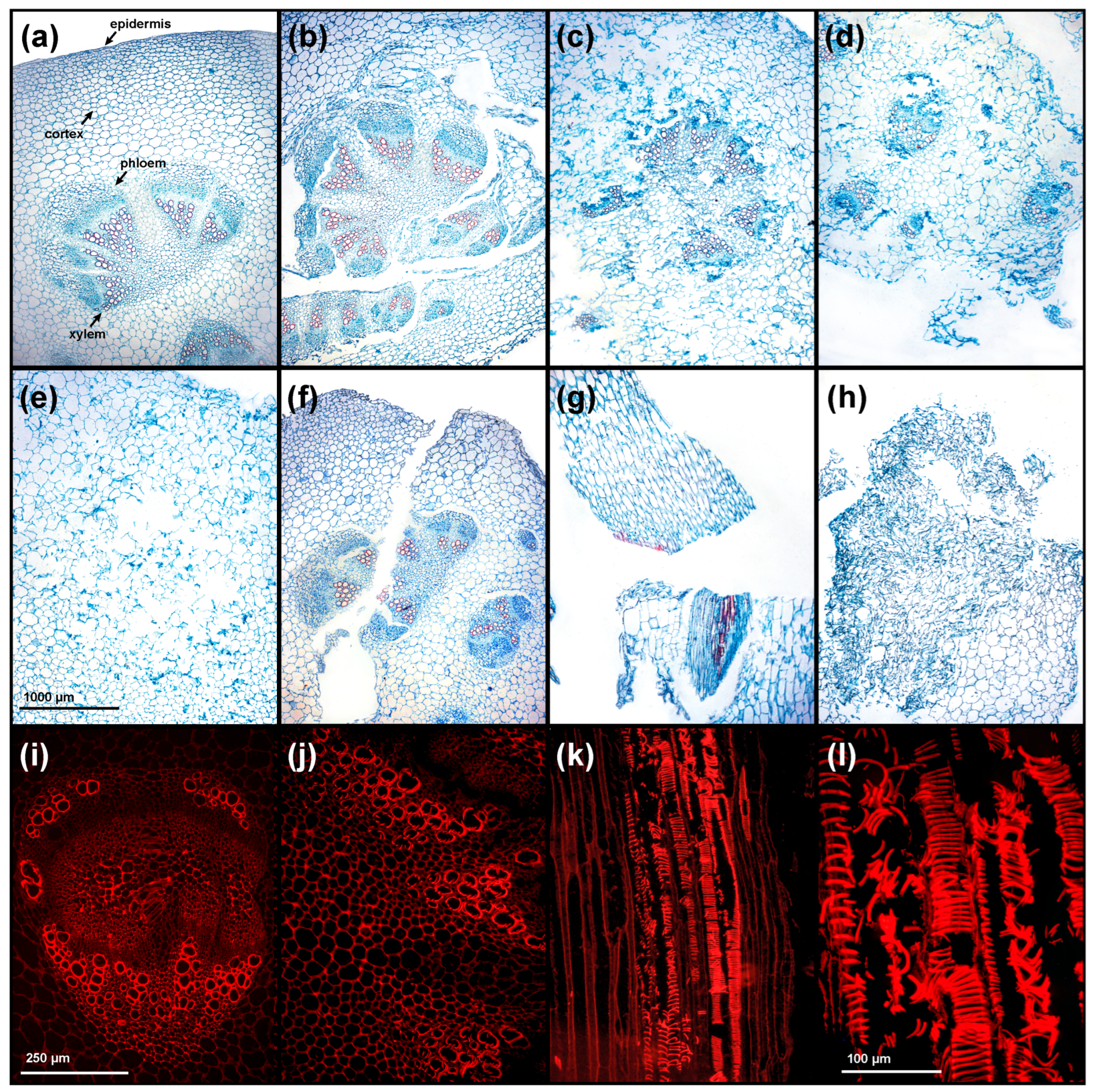 Agronomy 15 02572 g002
