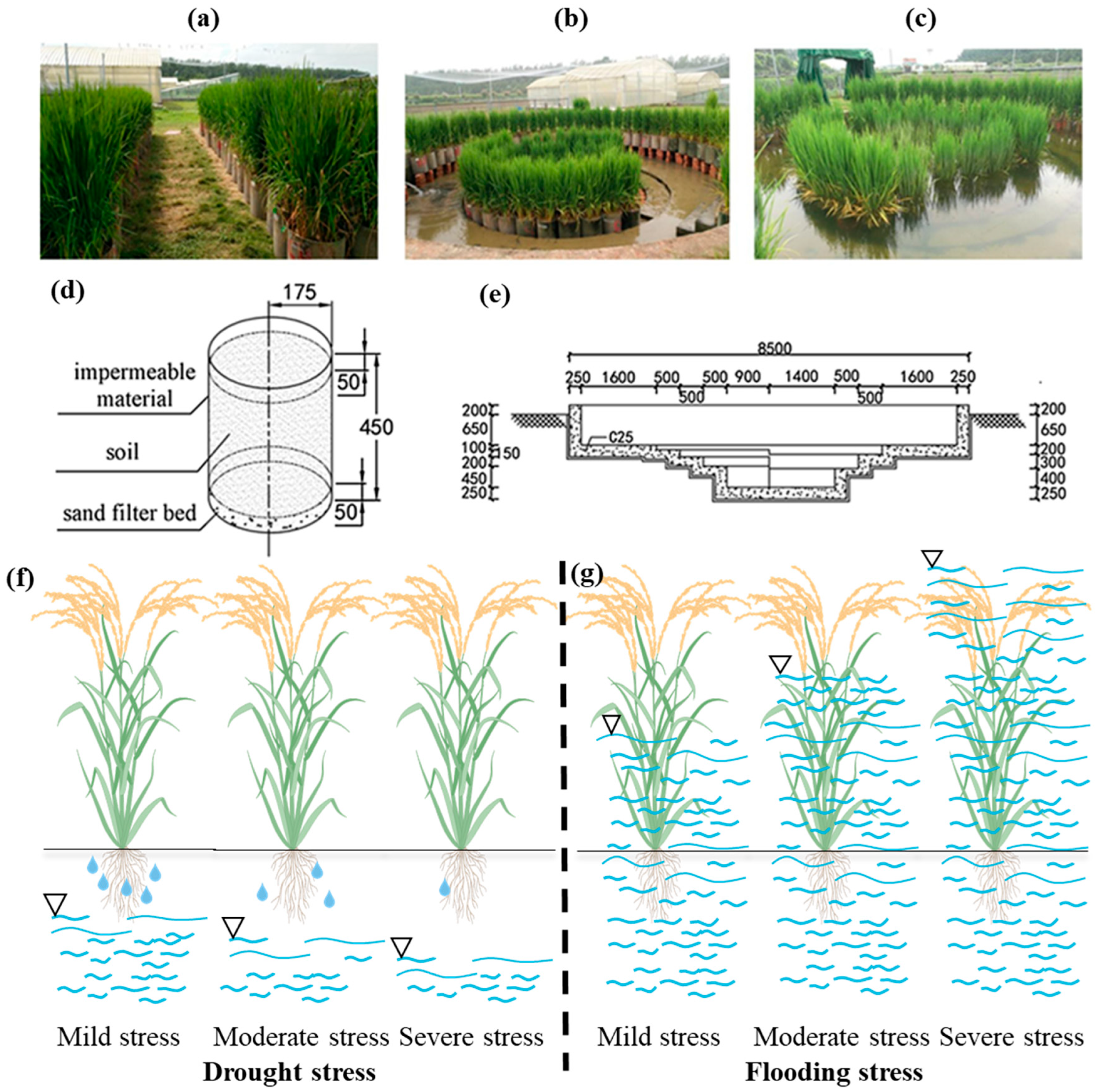 Agronomy 15 02573 g001
