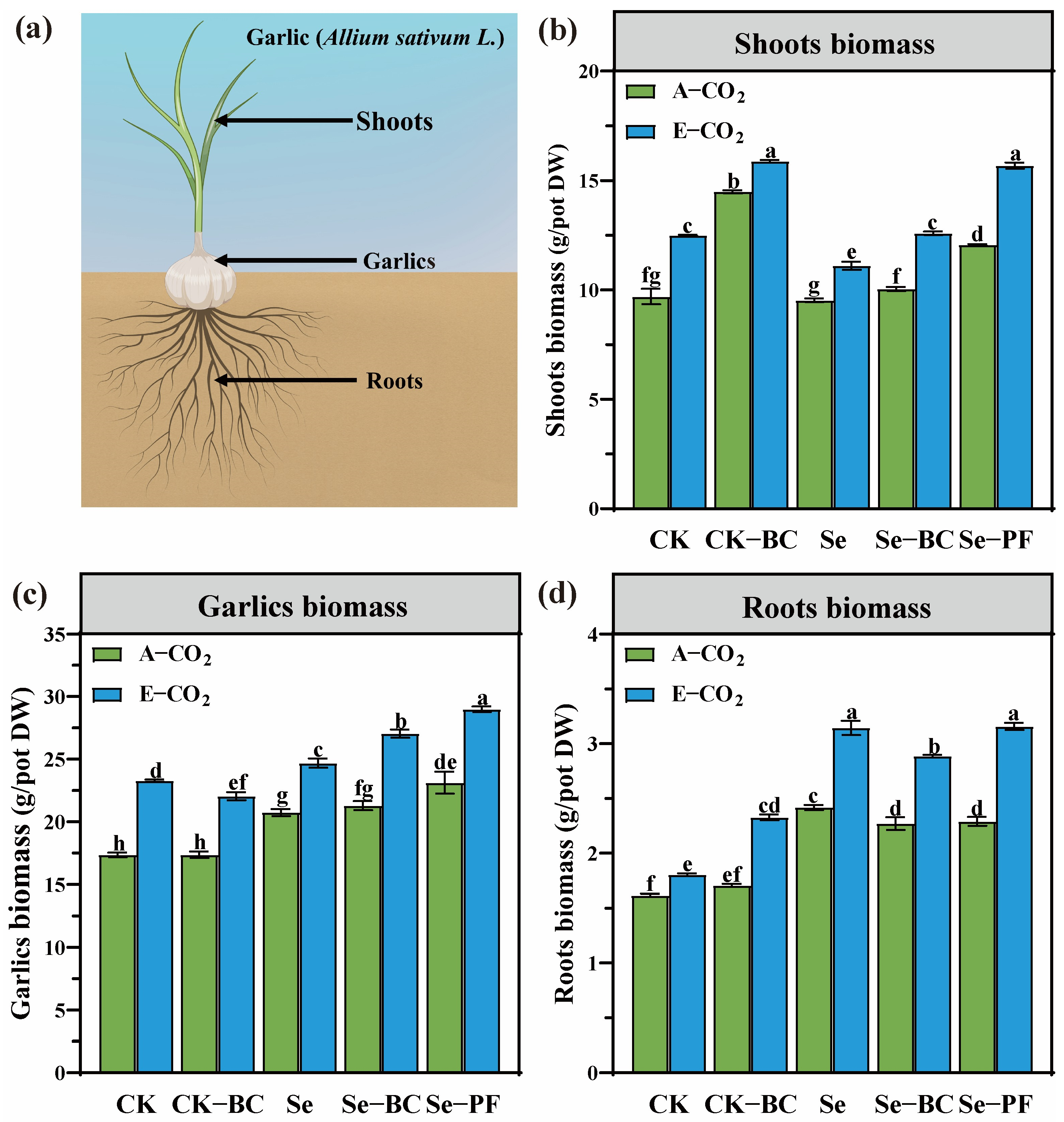 Agronomy 15 02579 g001