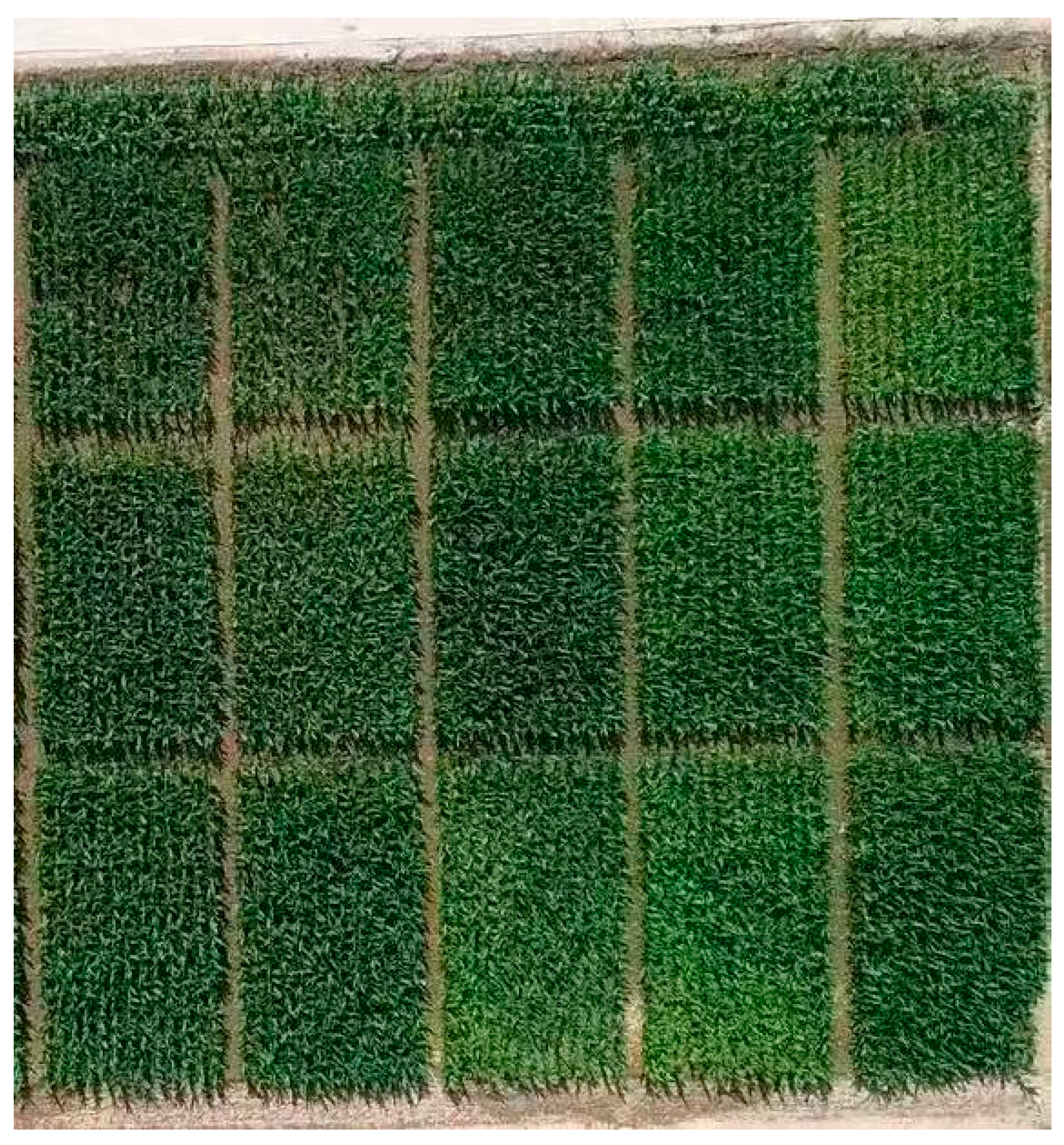 Agronomy 15 02581 g001