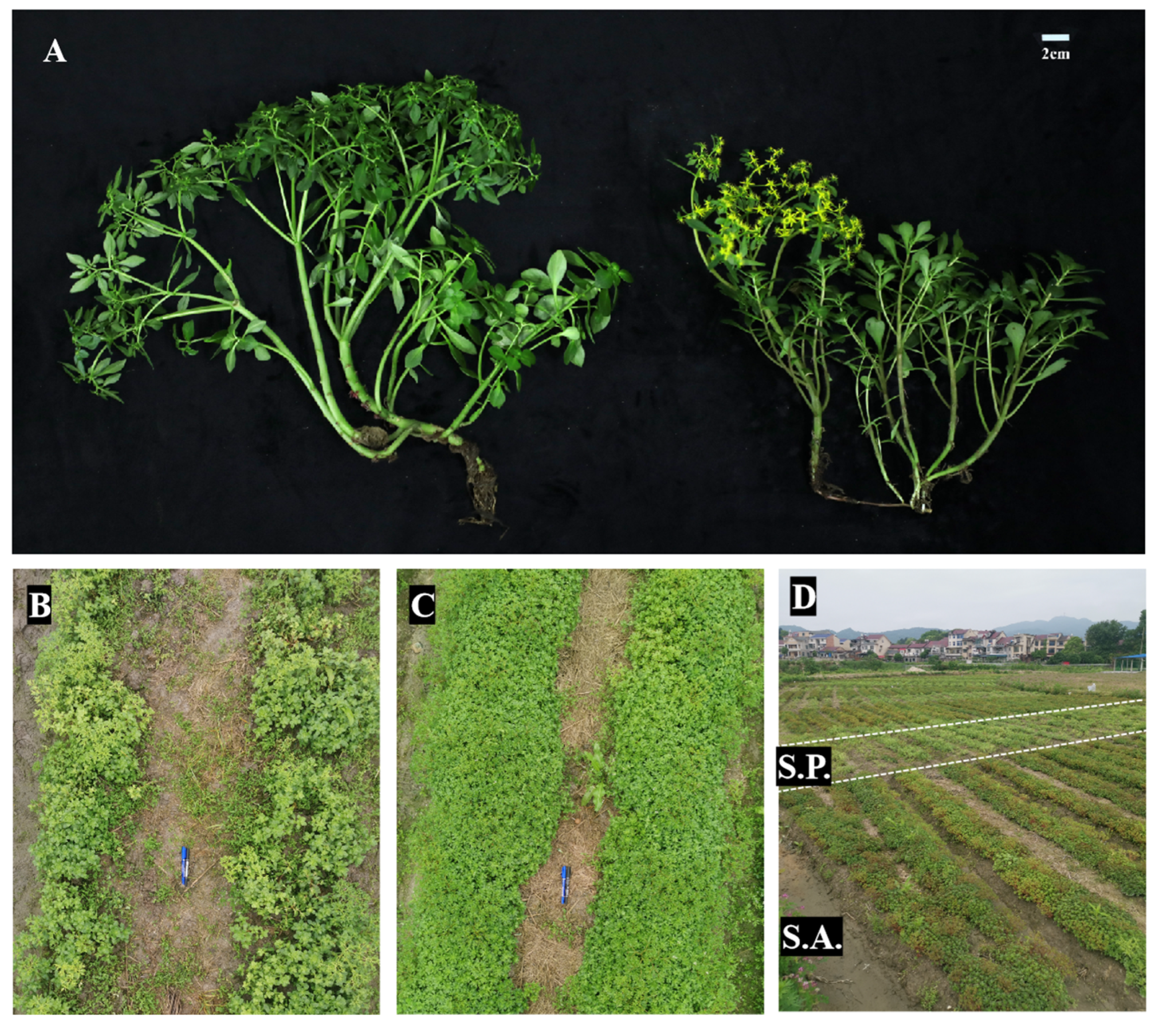 Agronomy 15 02595 g003 Agronomy 15 02595 g003