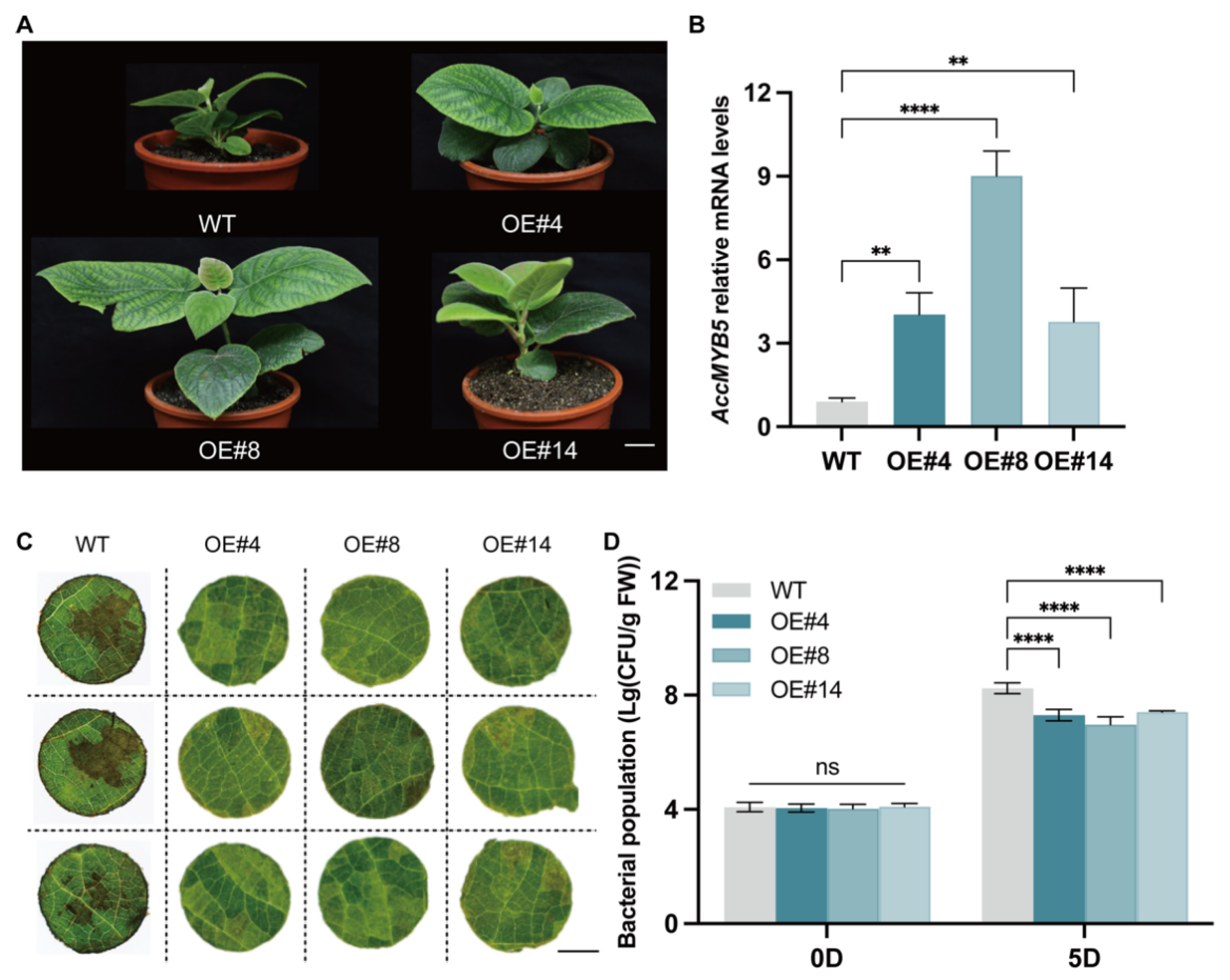 Agronomy 15 02598 g003