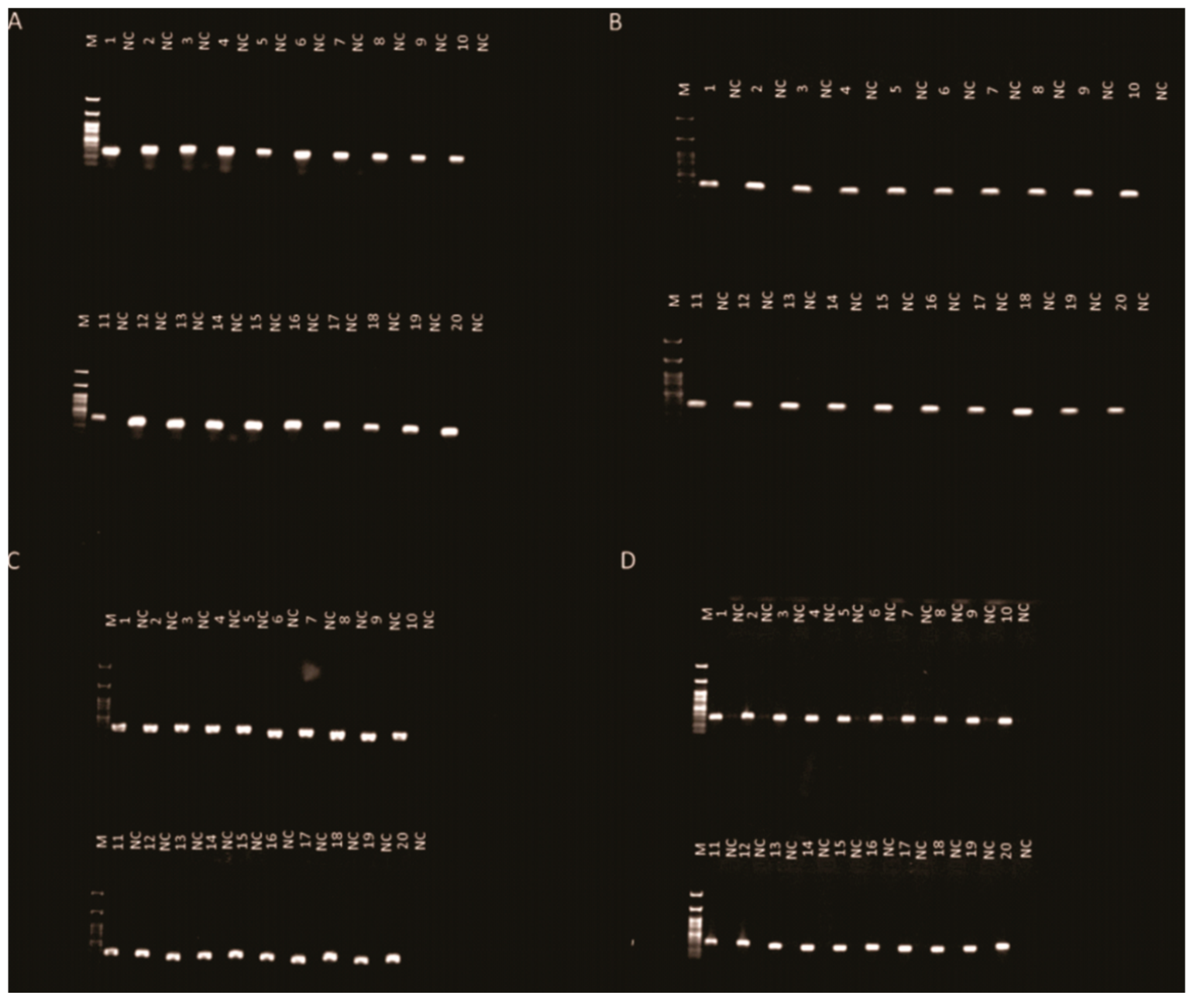 Agronomy 15 02599 g002