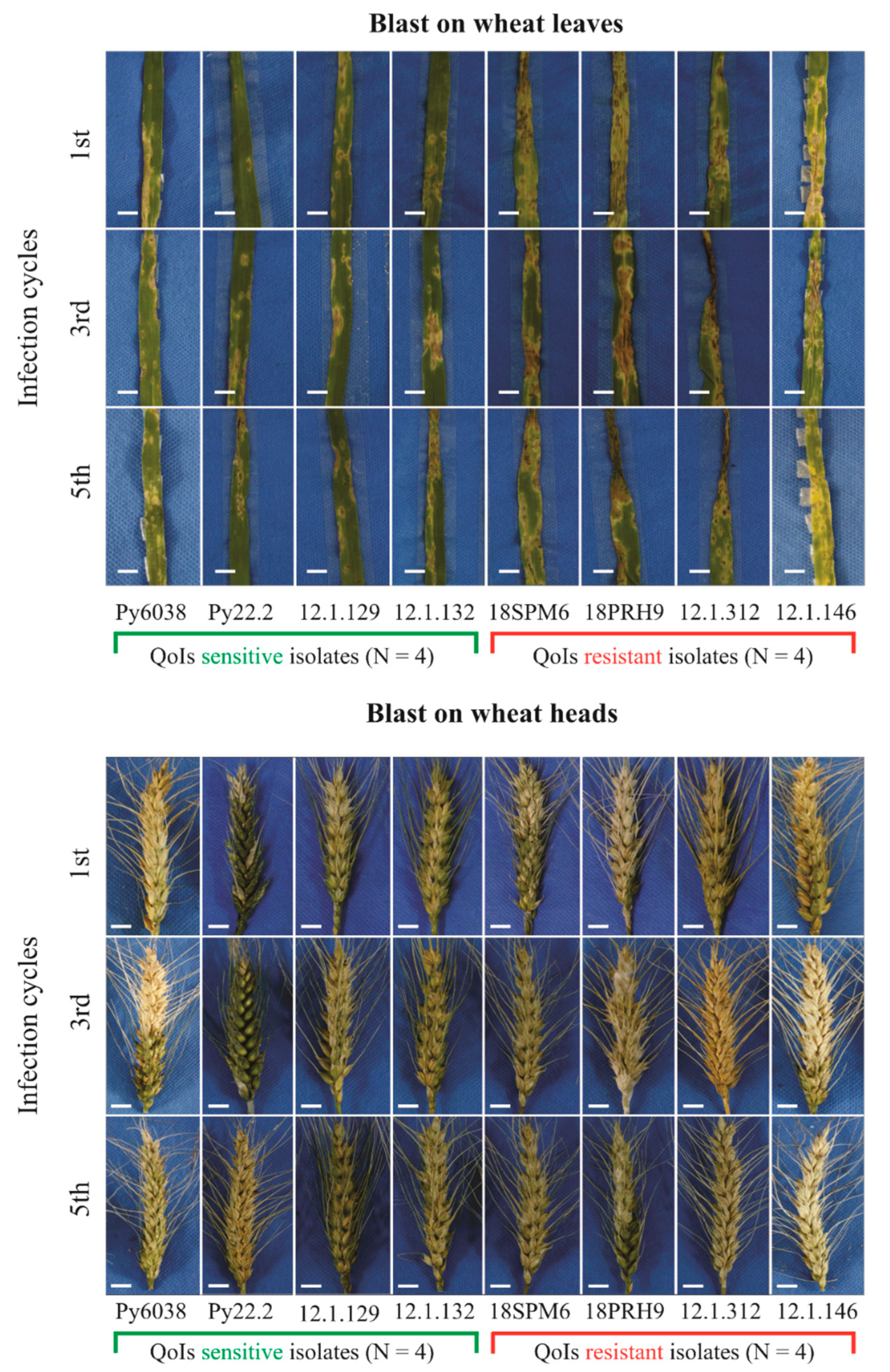 Agronomy 15 02599 g003